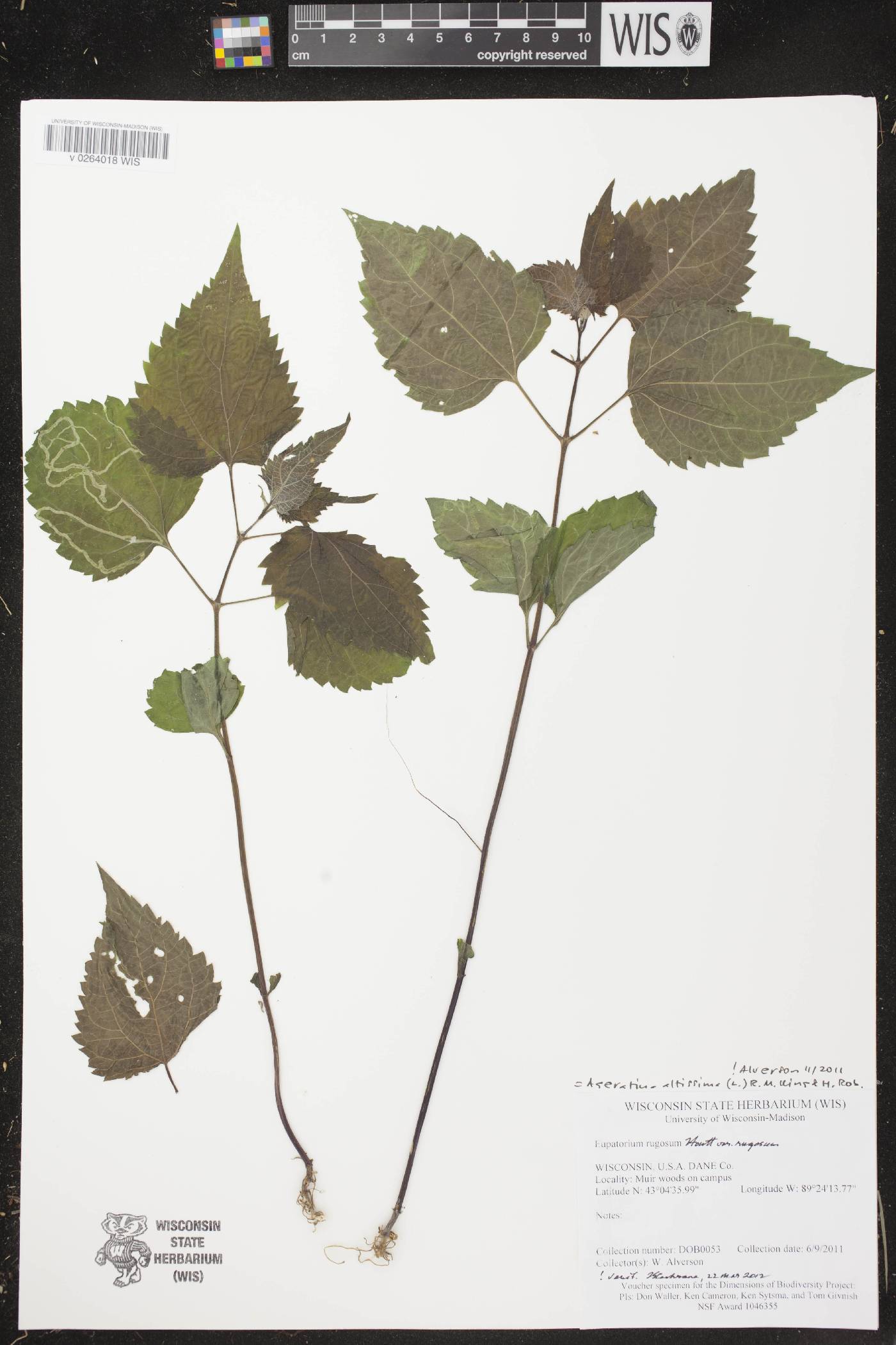 Ageratina altissima image