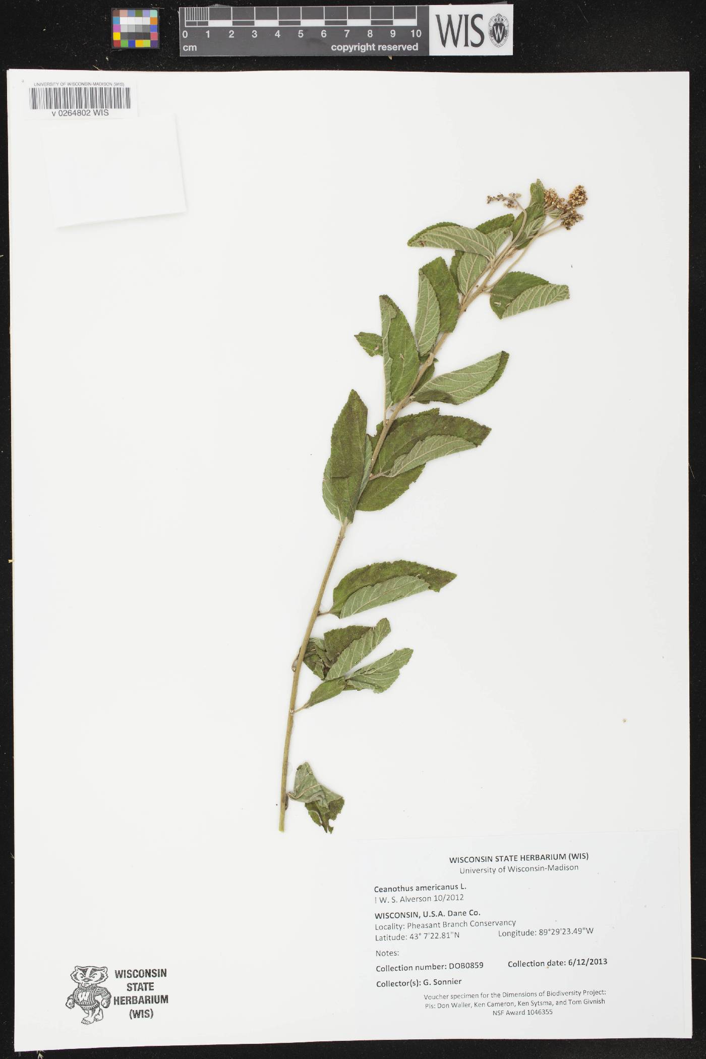Ceanothus americanus image