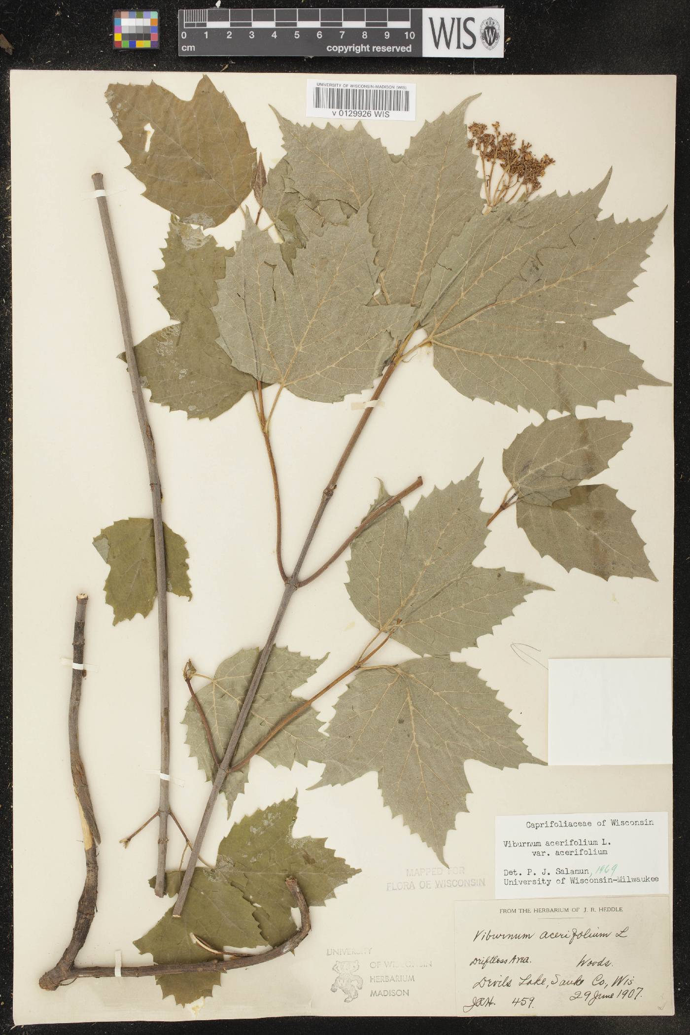 Viburnum acerifolium image