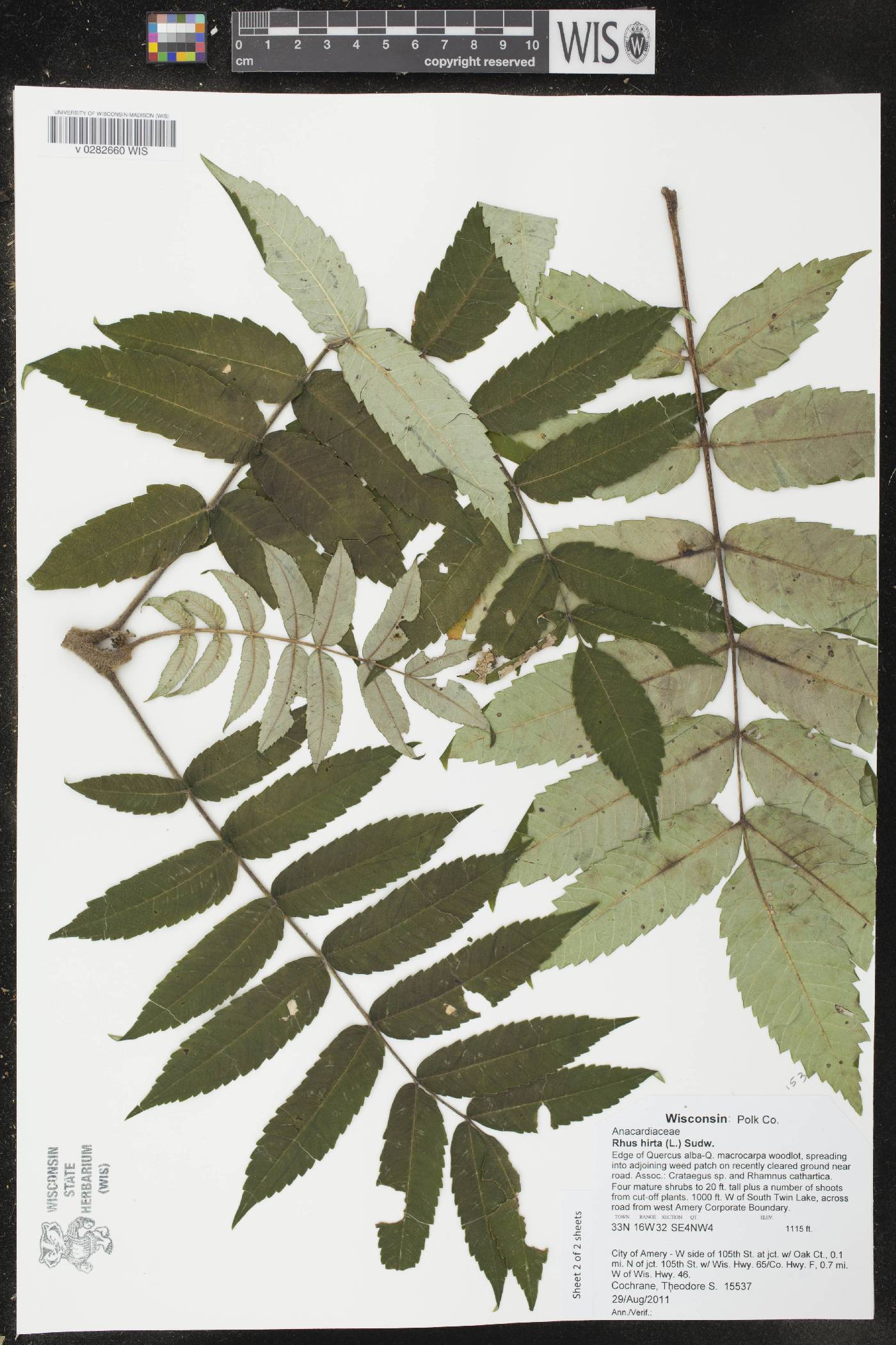 Rhus typhina image