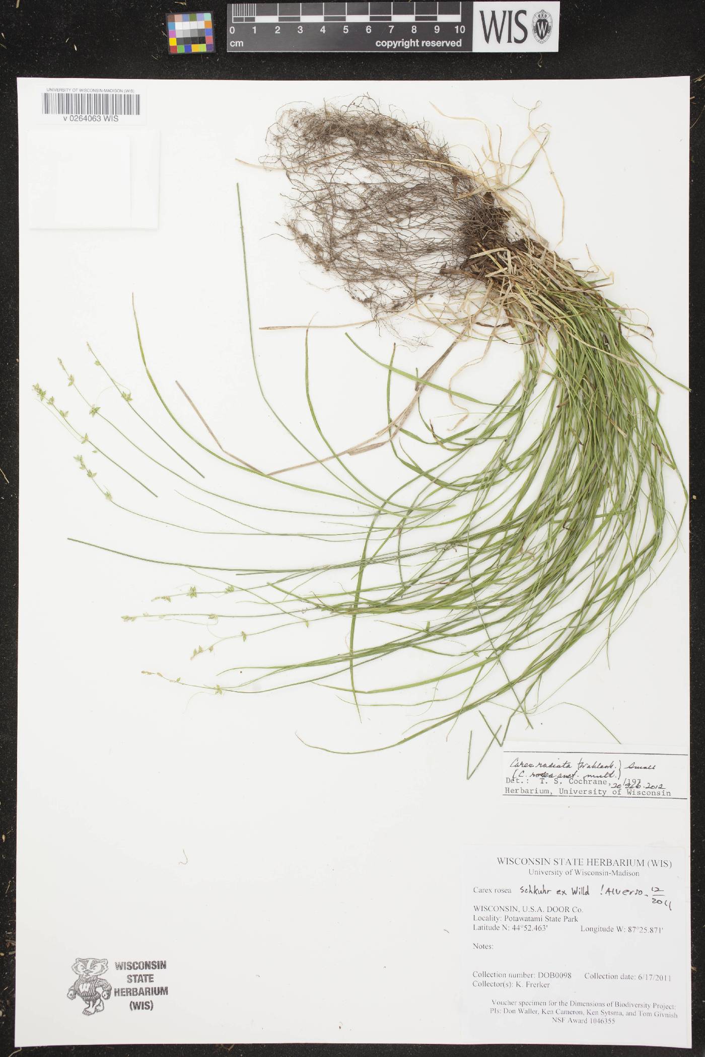 Carex radiata image