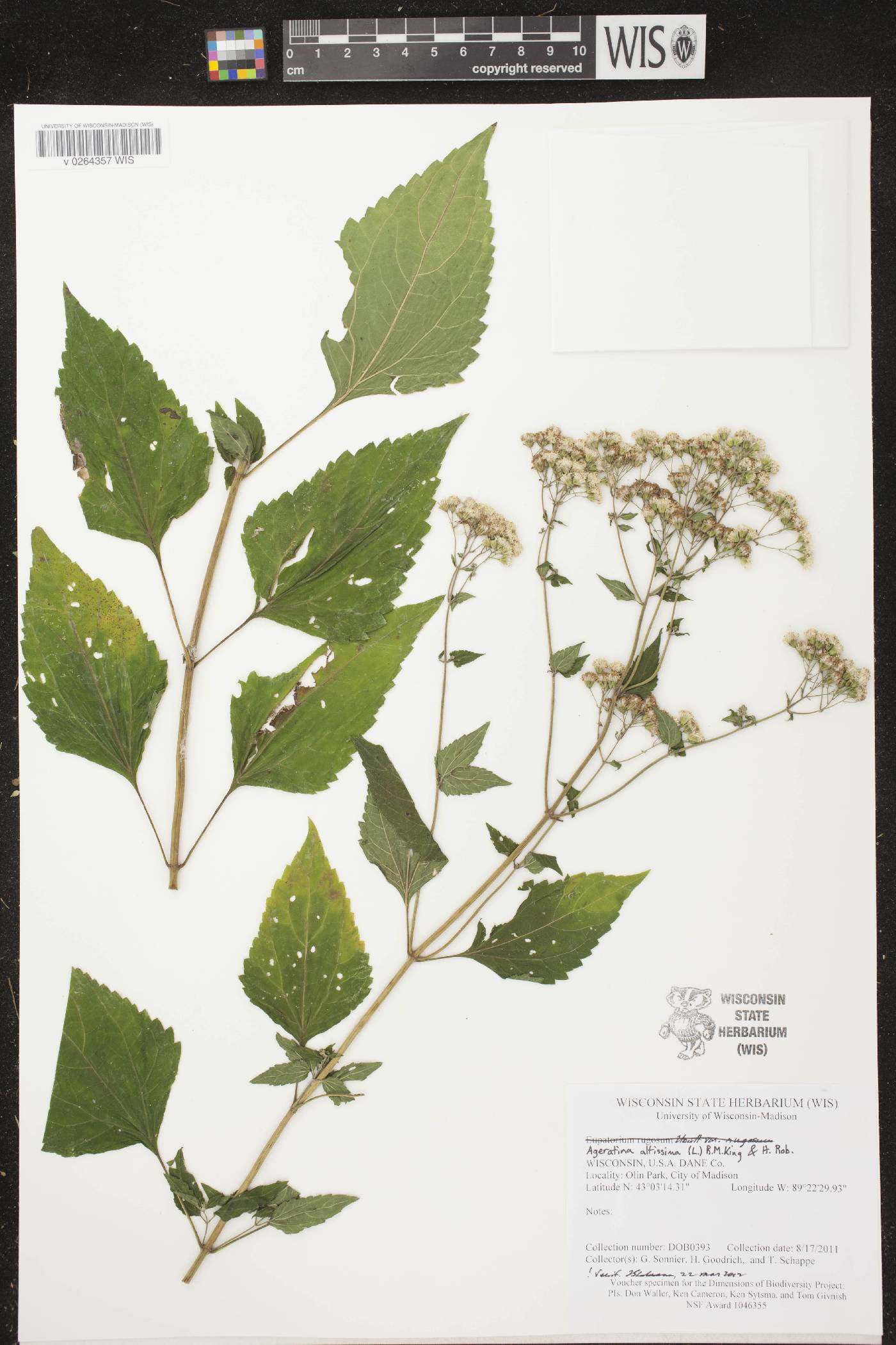 Ageratina altissima image