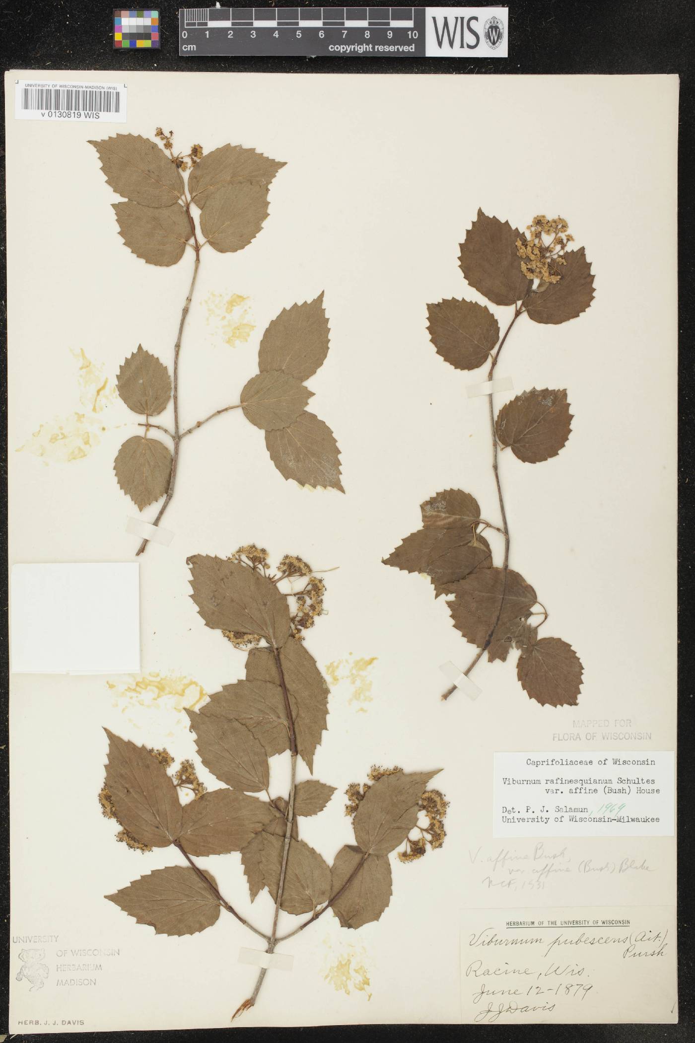 Viburnum rafinesquianum var. affine image