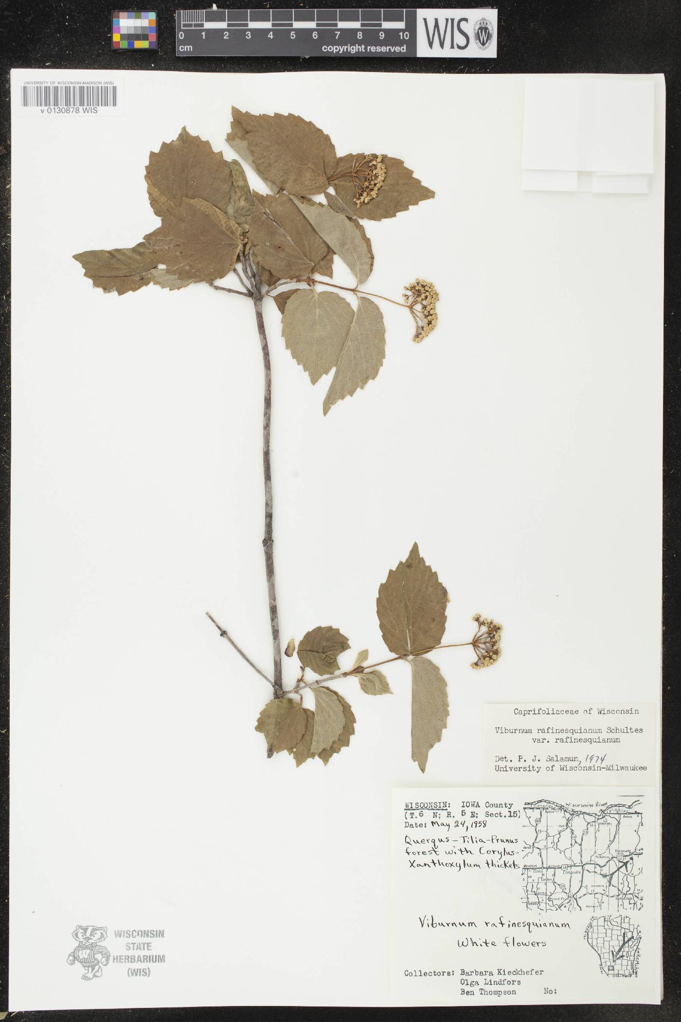 Viburnum rafinesquianum var. rafinesquianum image