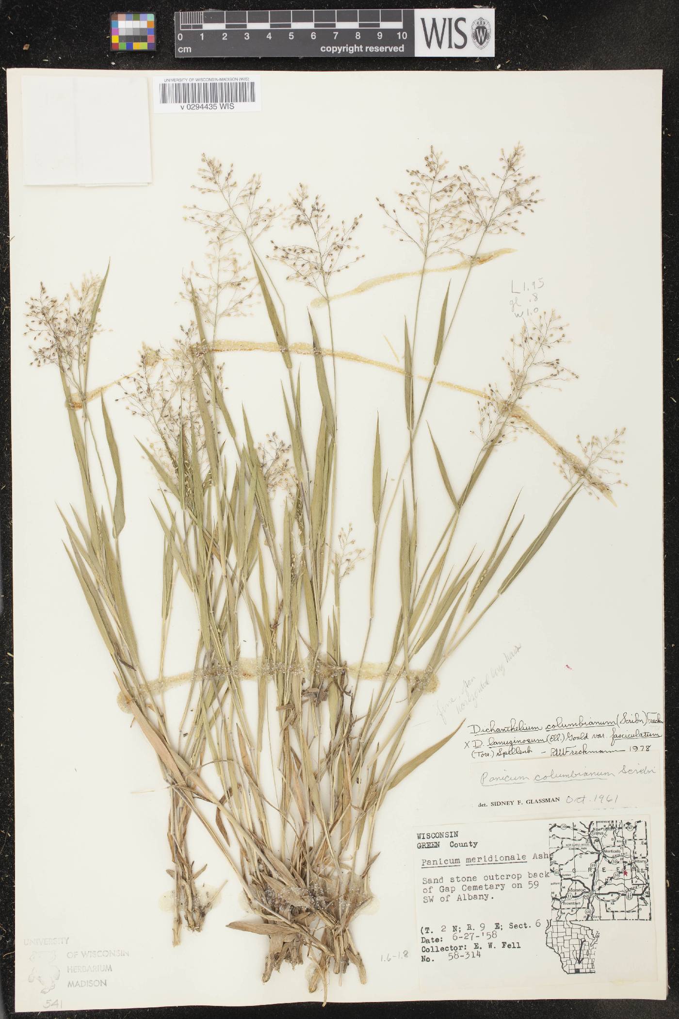 Dichanthelium columbianum image
