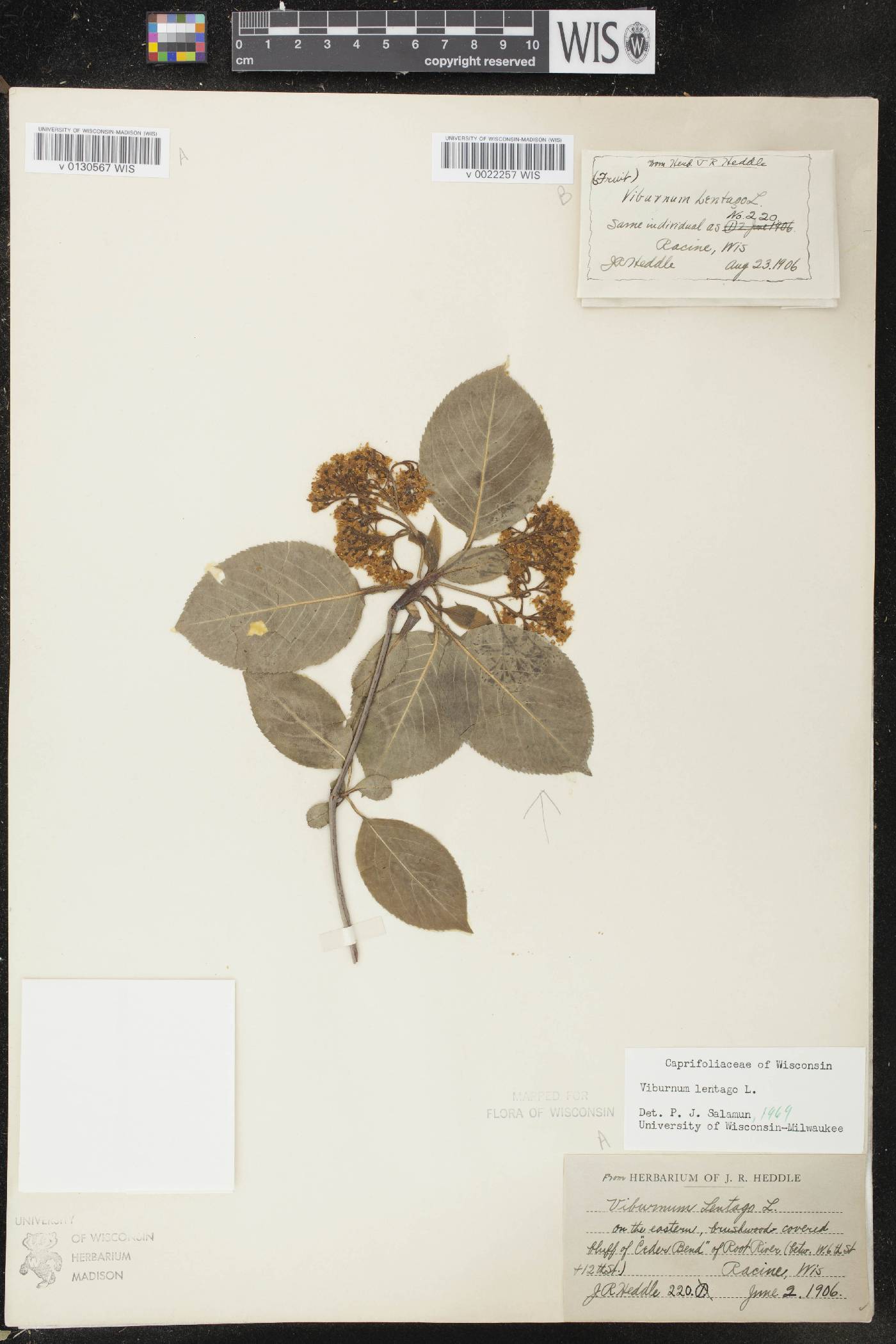 Viburnum lentago image