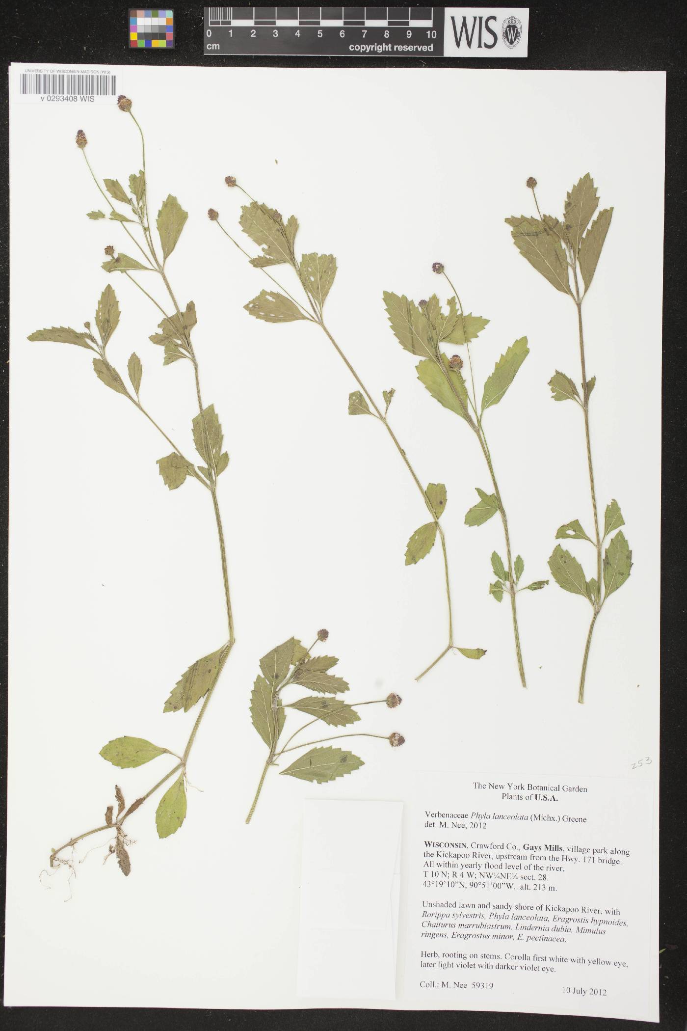 Phyla lanceolata image