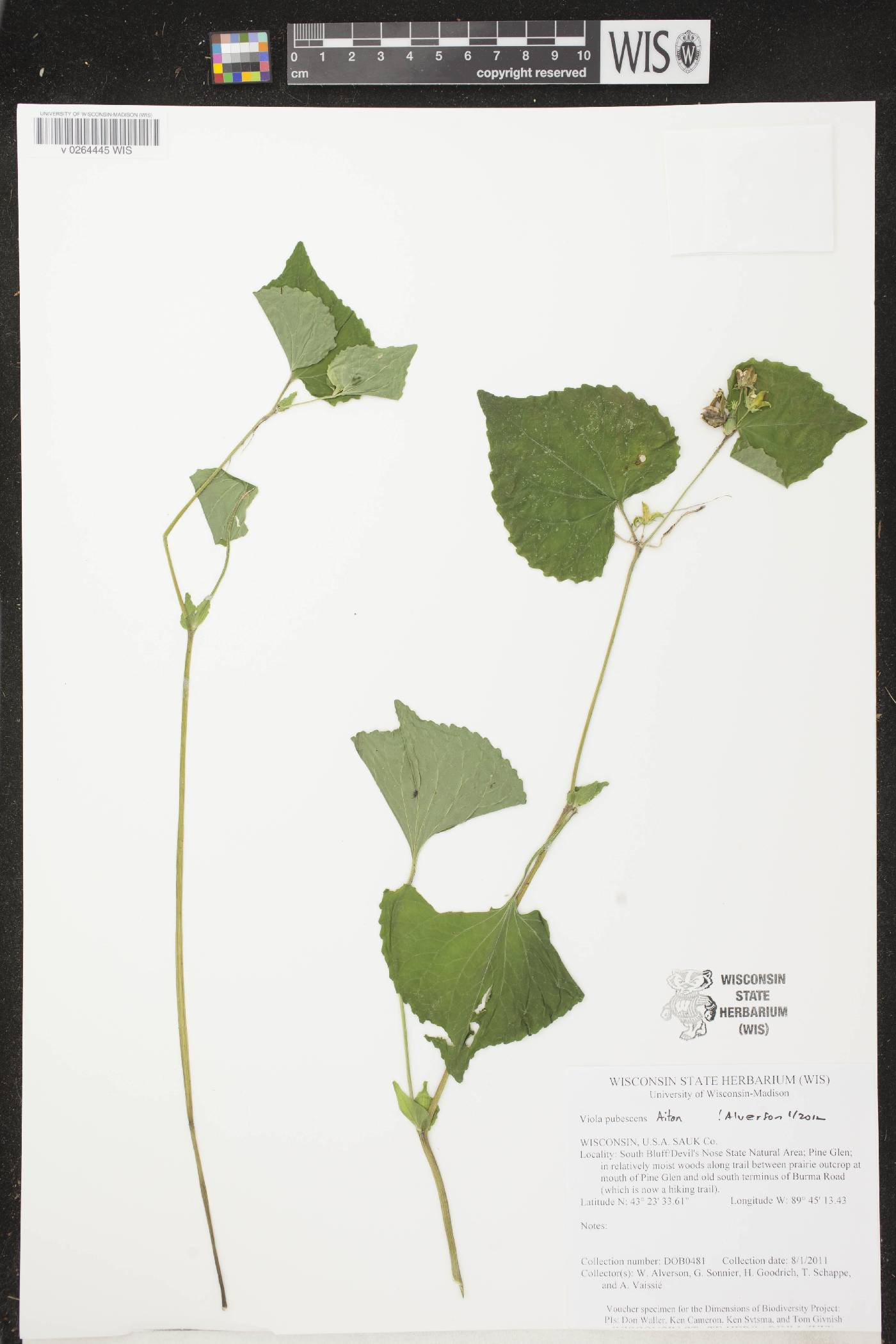Viola pubescens image
