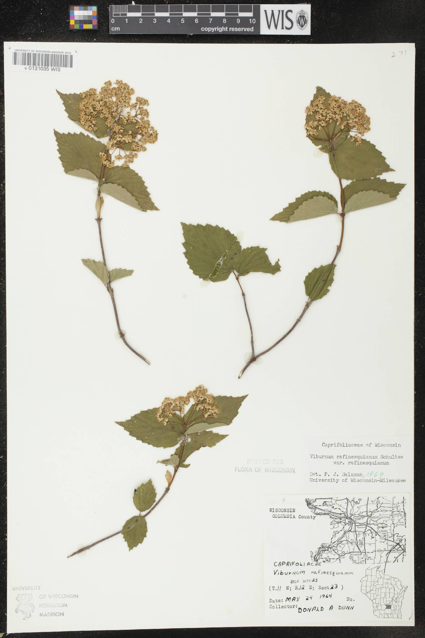 Viburnum rafinesquianum var. rafinesquianum image