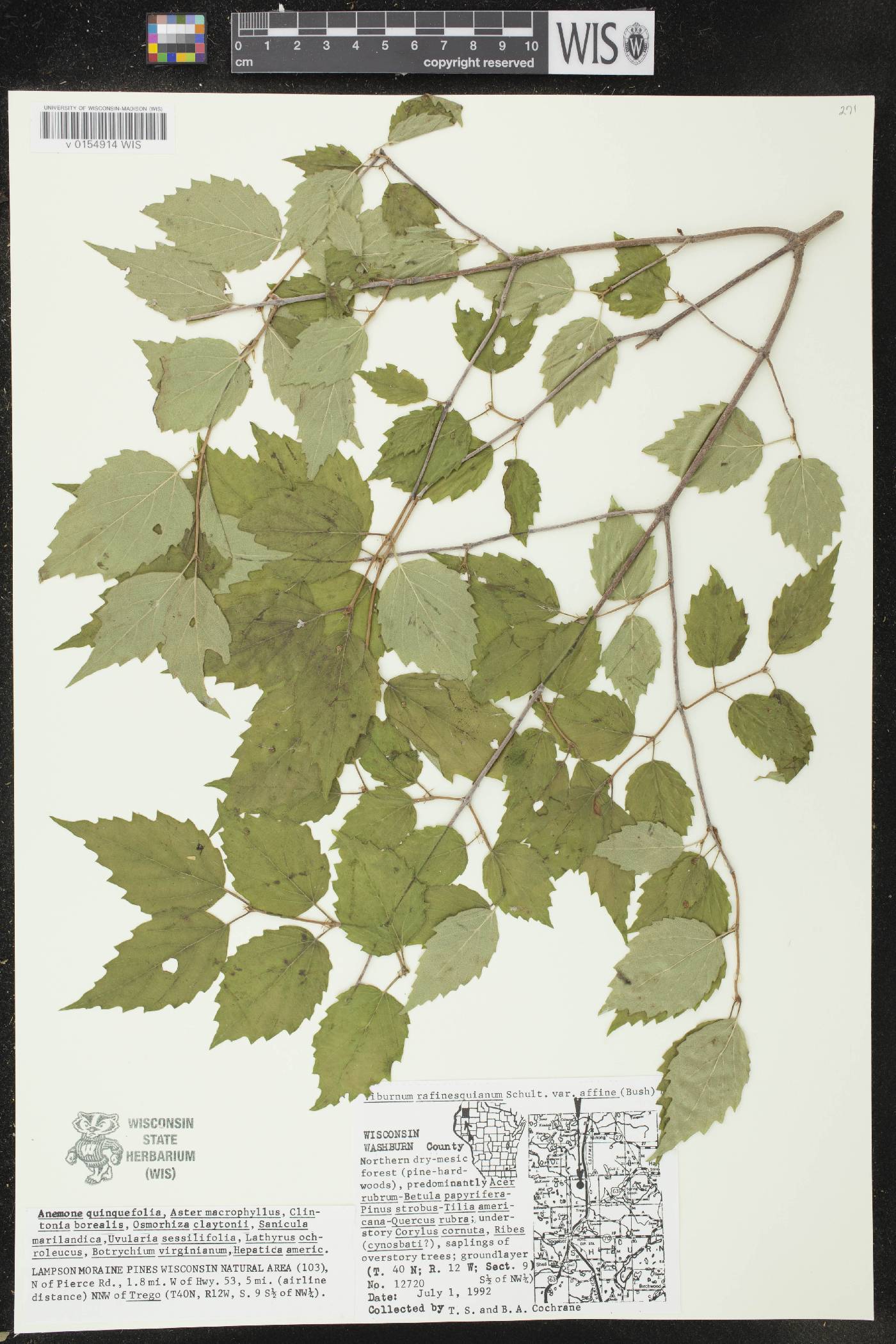 Viburnum rafinesquianum var. affine image