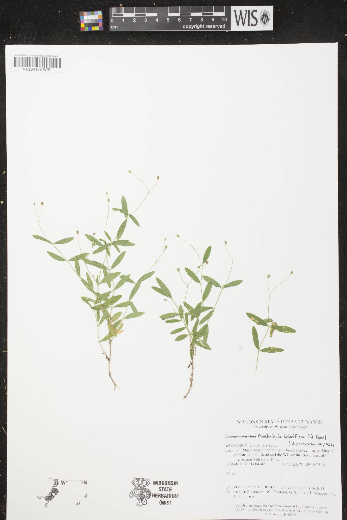 Moehringia lateriflora image