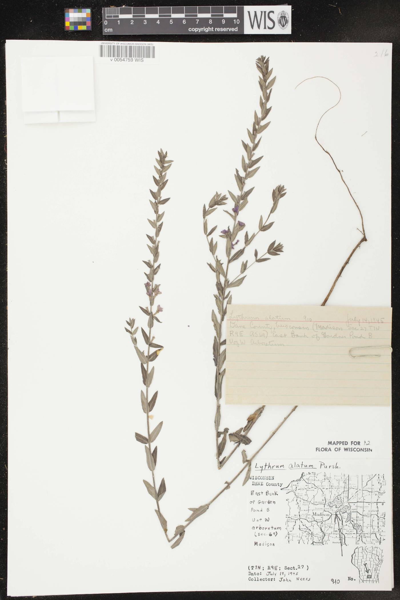 Lythrum alatum var. alatum image