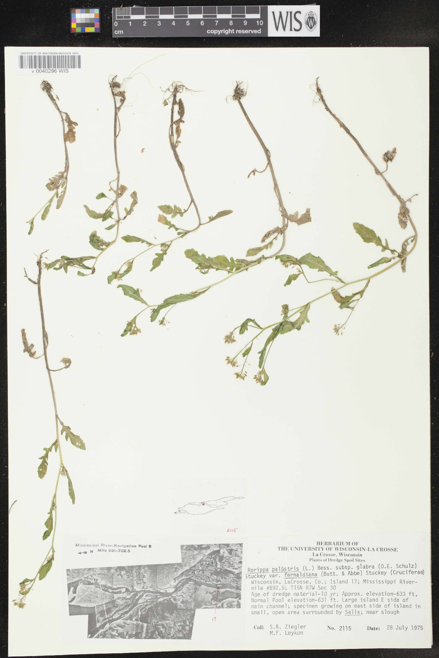 Rorippa palustris subsp. palustris image