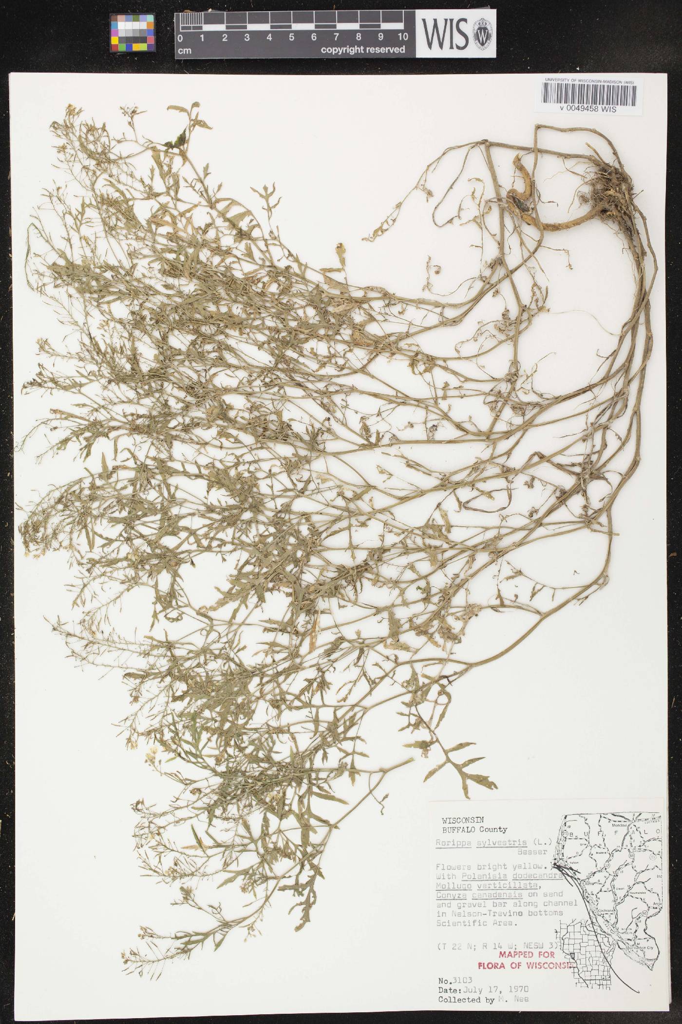 Rorippa sylvestris image