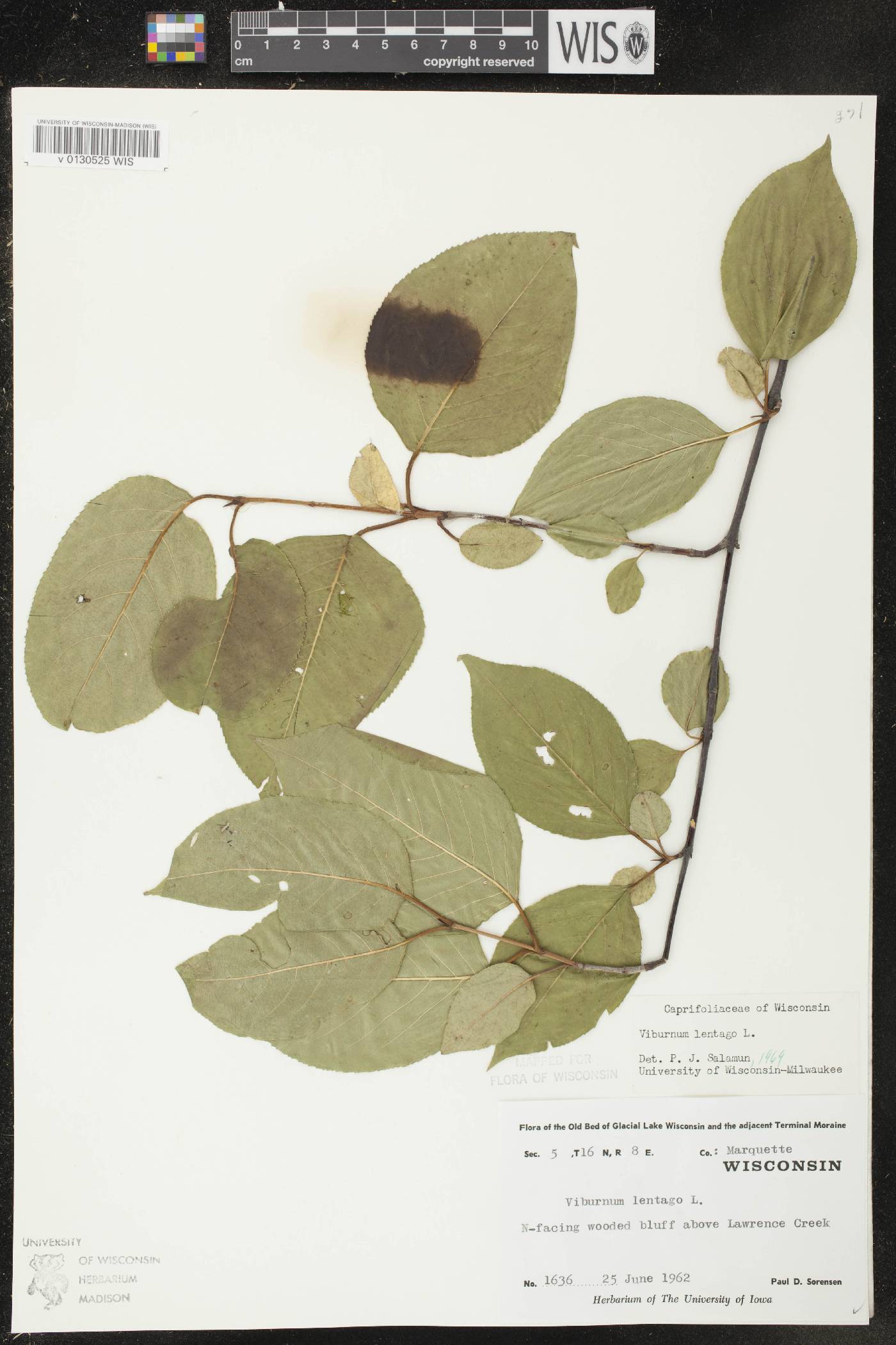 Viburnum lentago image