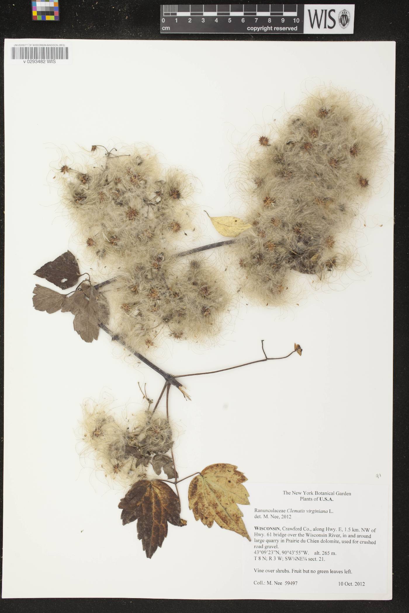 Clematis virginiana image