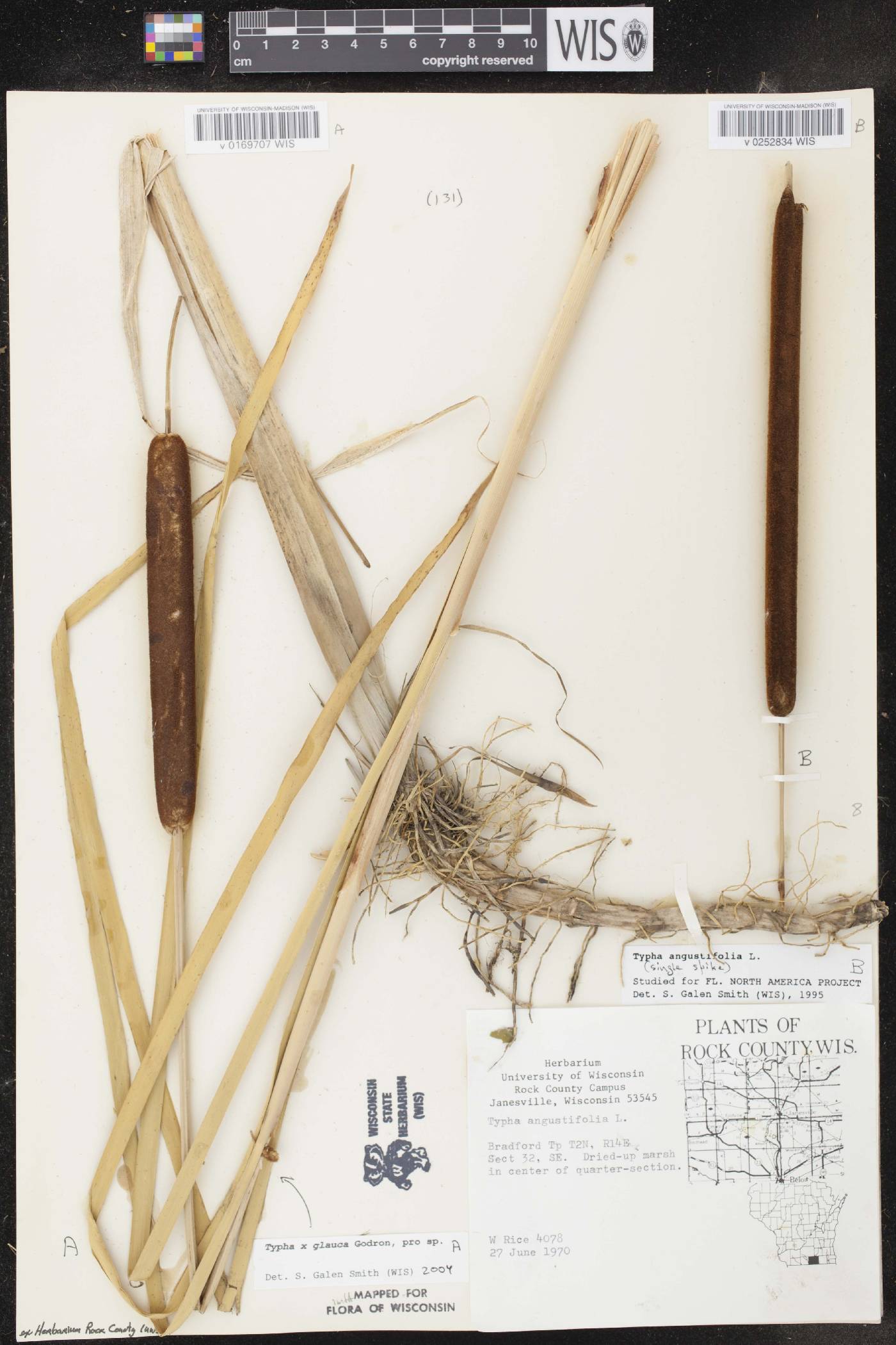 Typha X glauca image