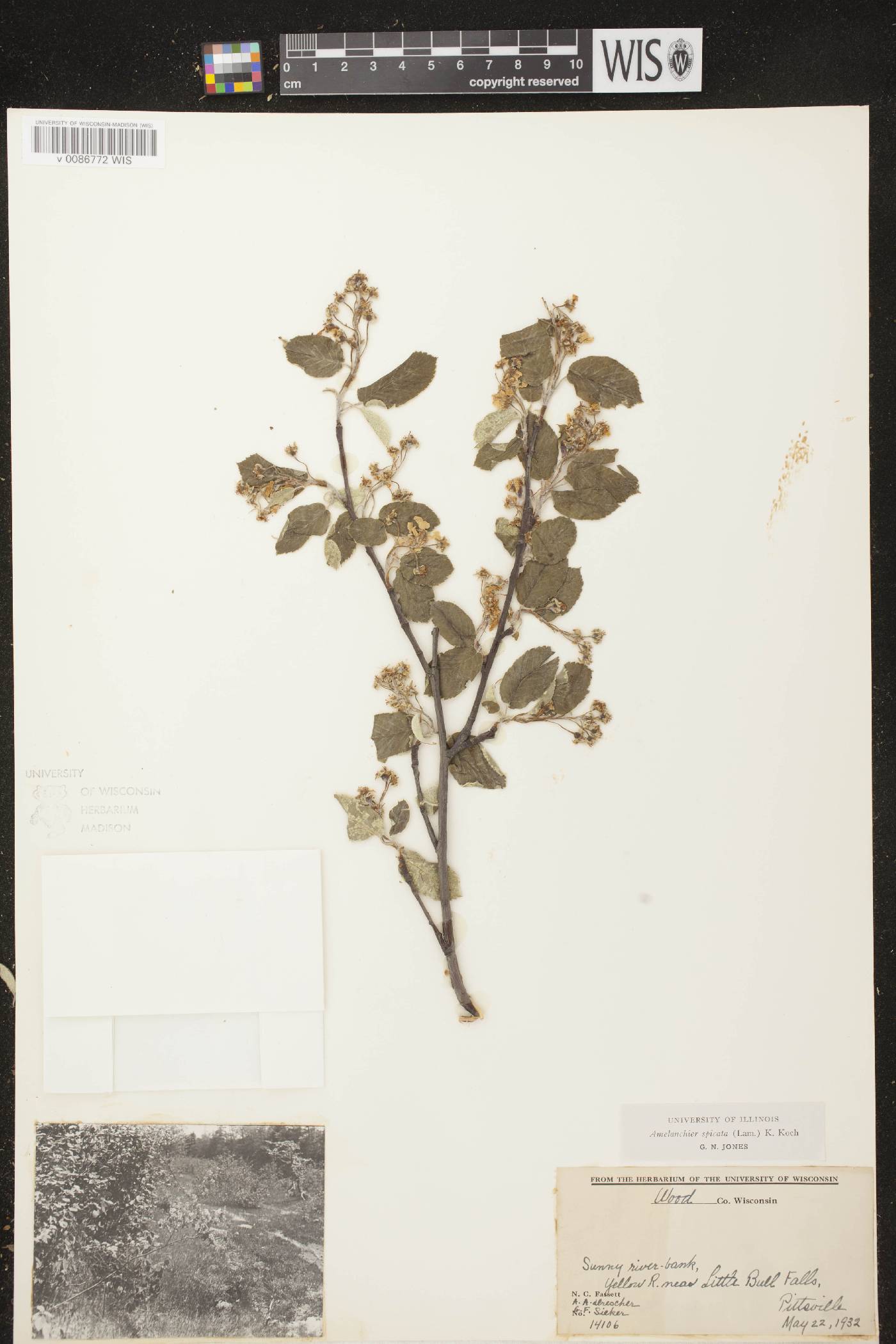 Amelanchier spicata image