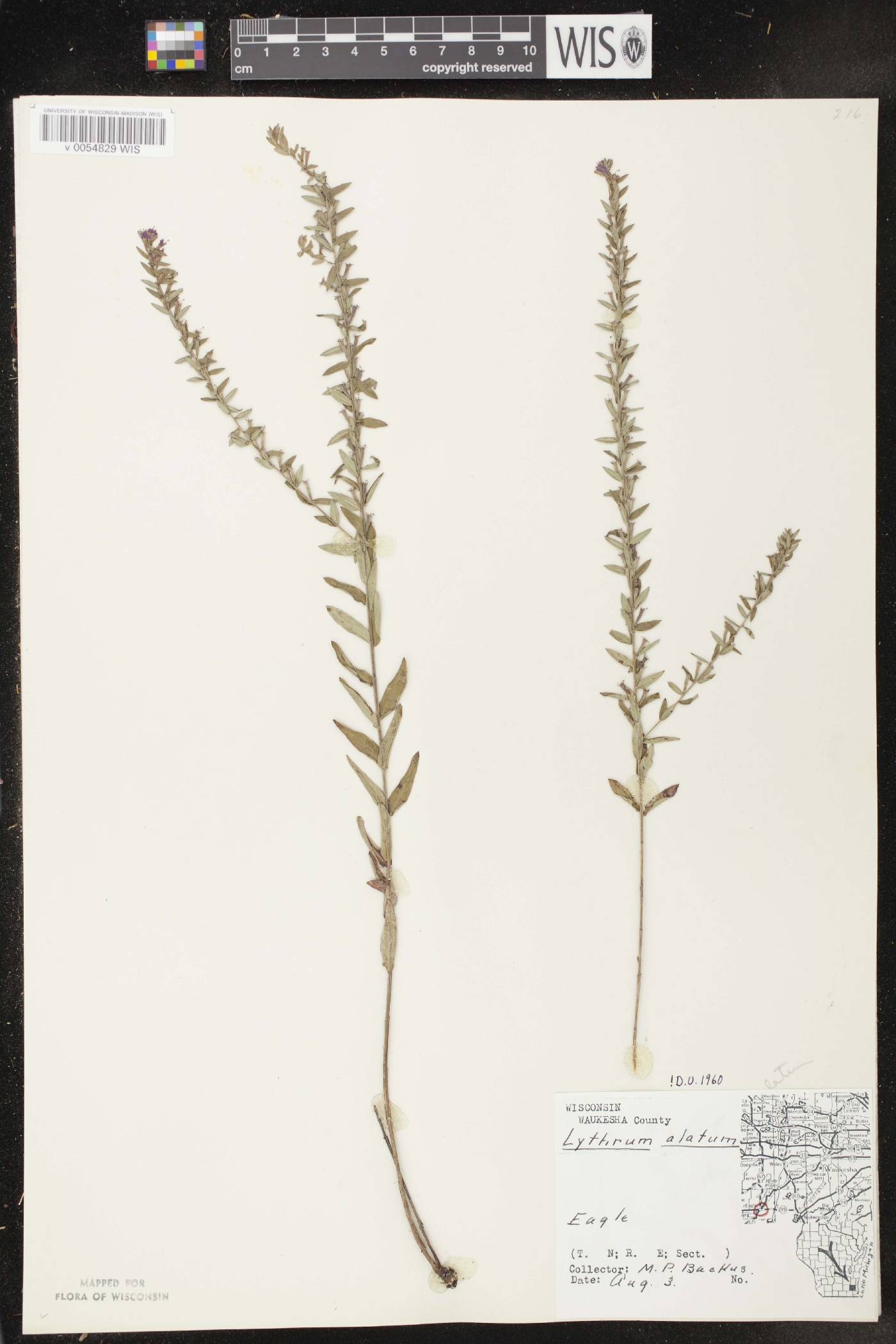 Lythrum alatum var. alatum image