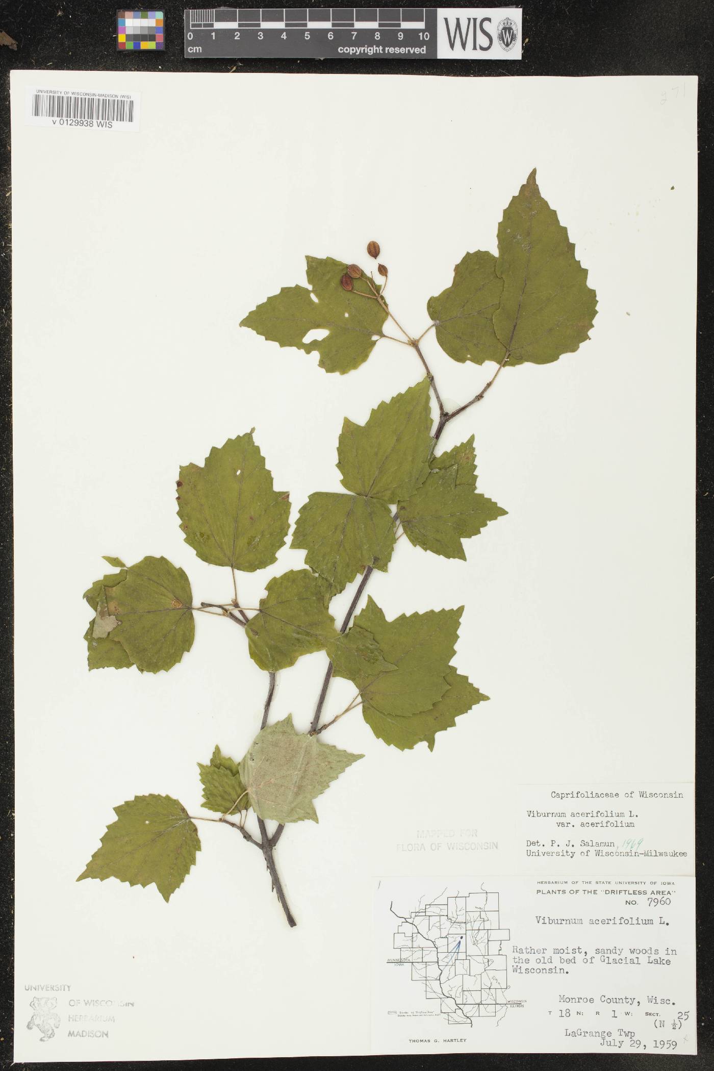 Viburnum acerifolium image