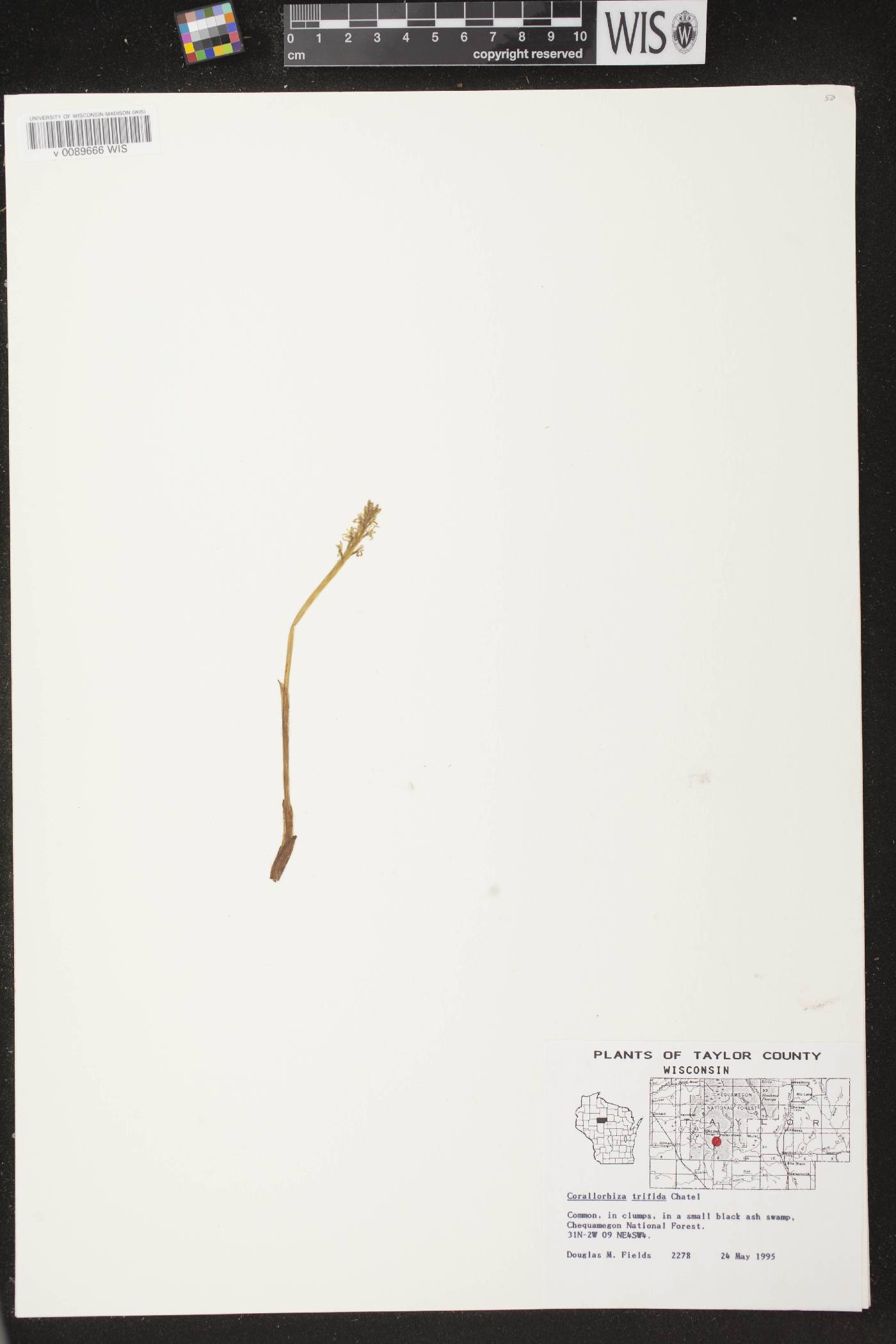 Corallorhiza trifida image