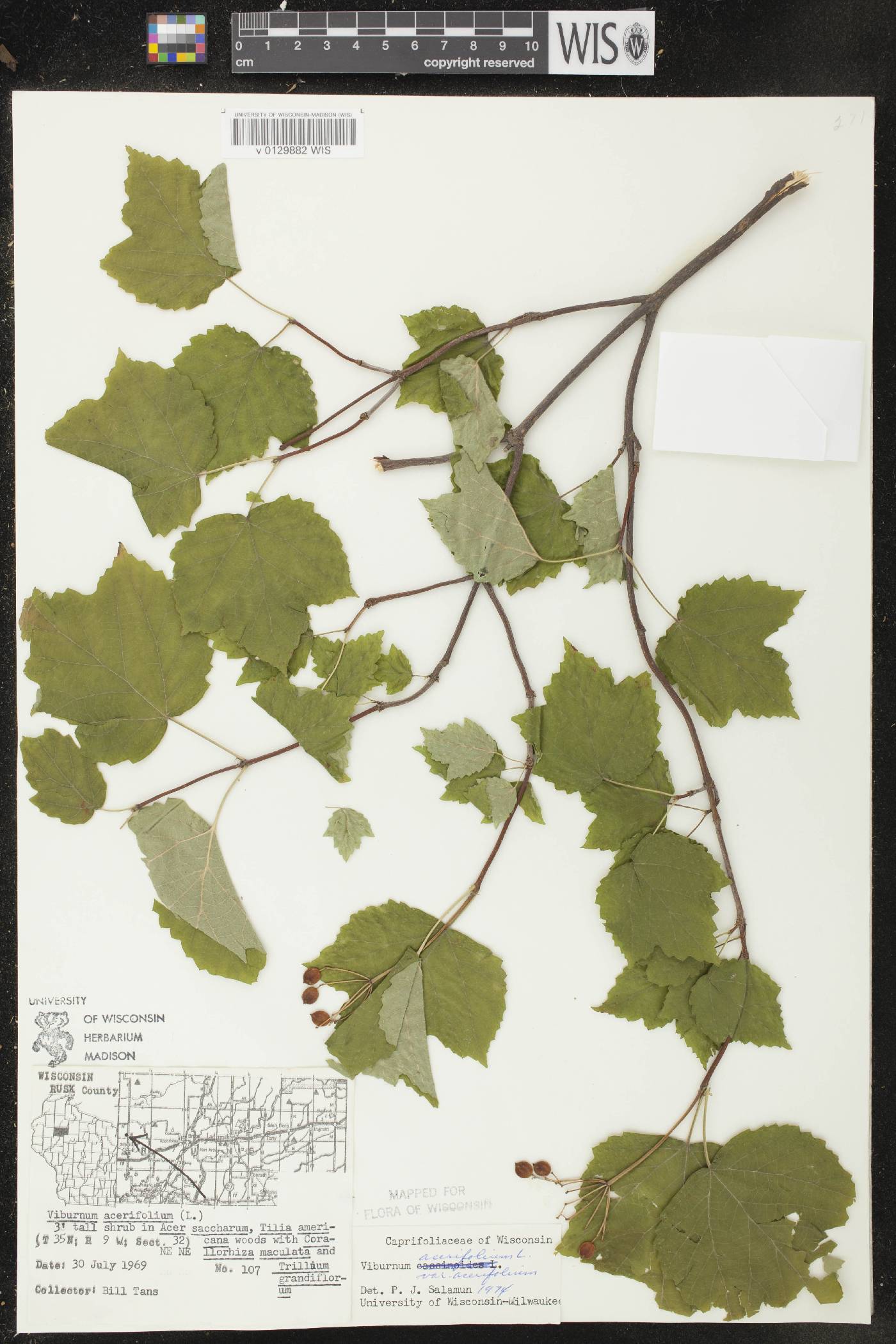 Viburnum acerifolium image