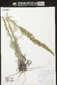 Image of Artemisia campestris
