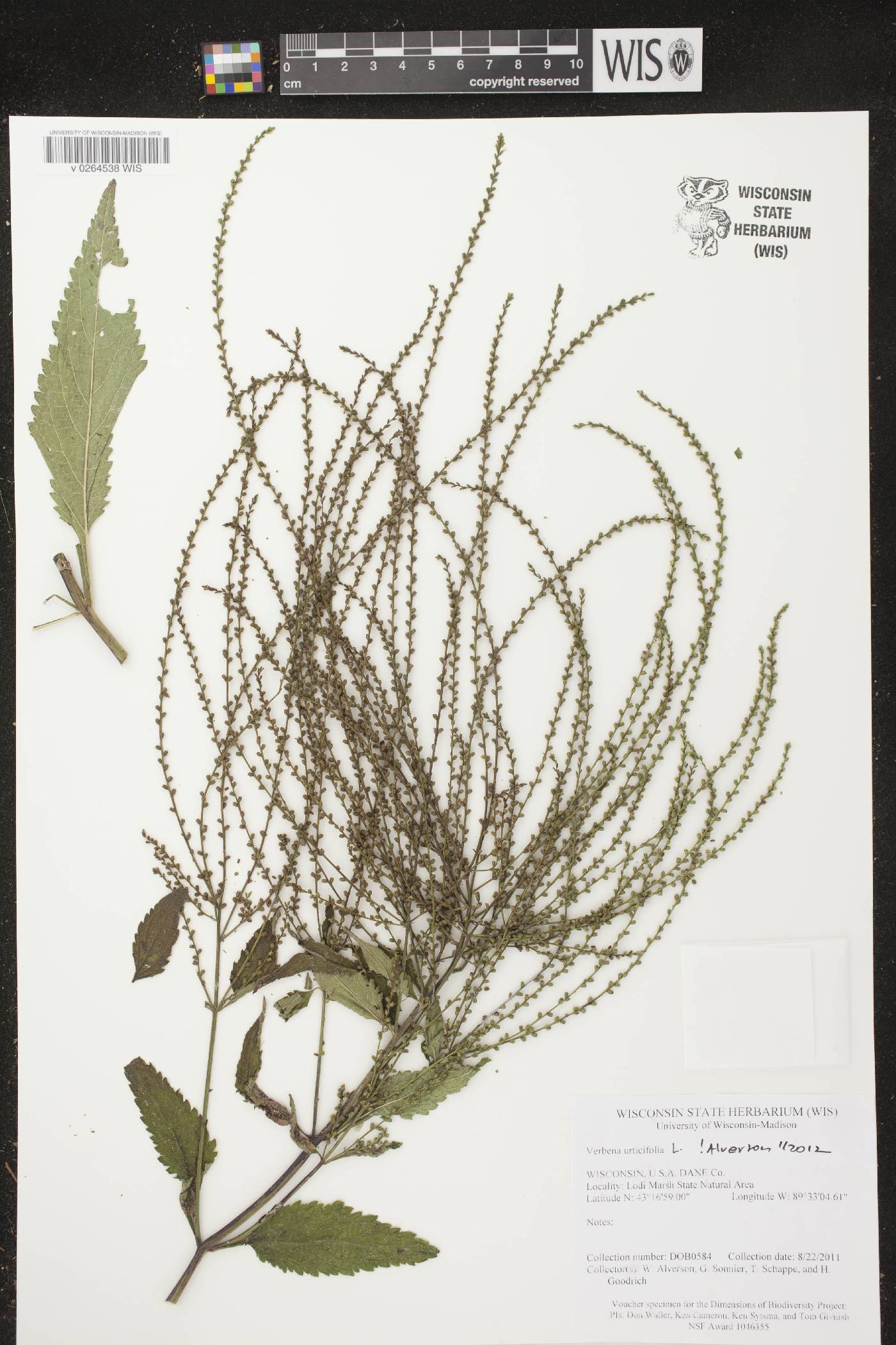 Verbena urticifolia image