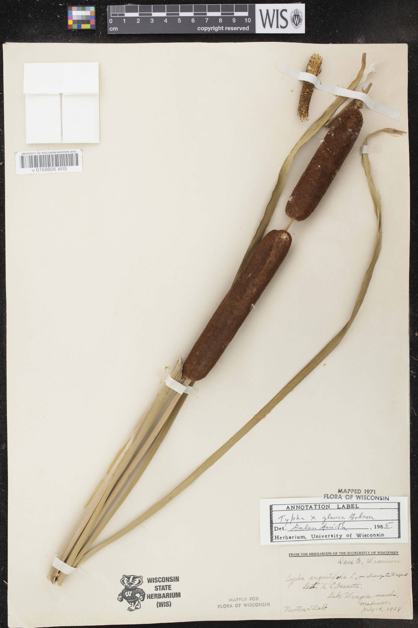 Typha X glauca image