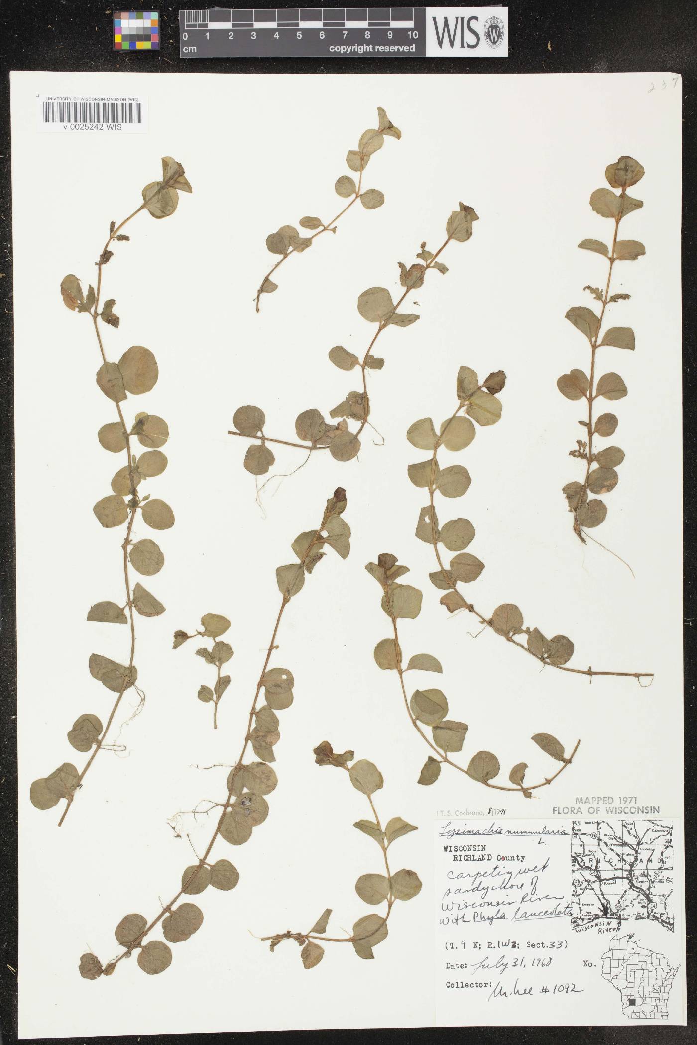 Lysimachia nummularia image