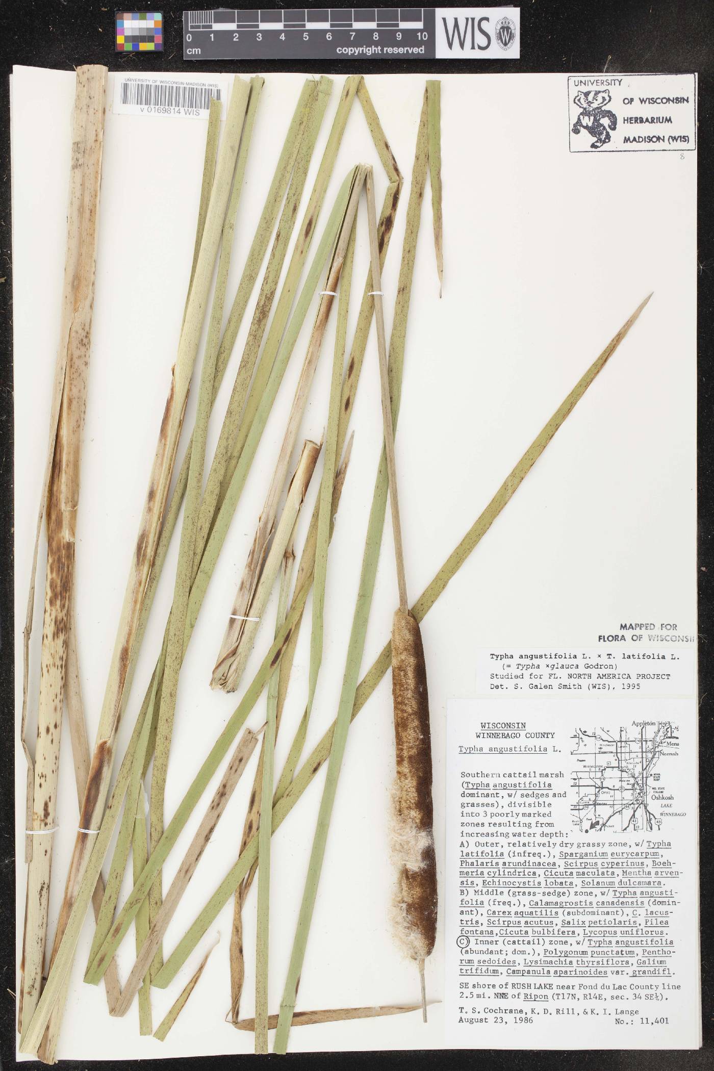 Typha X glauca image