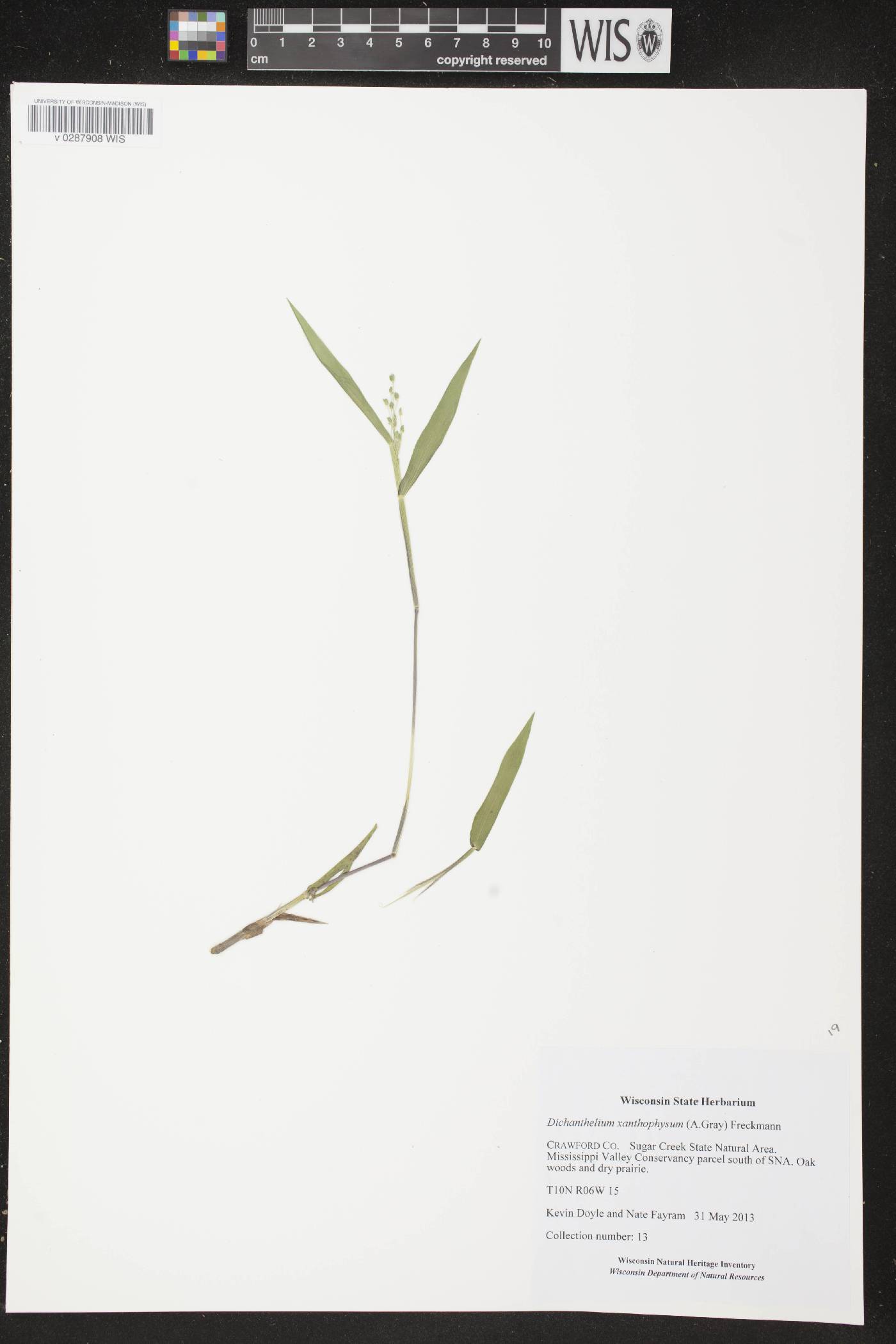 Dichanthelium xanthophysum image