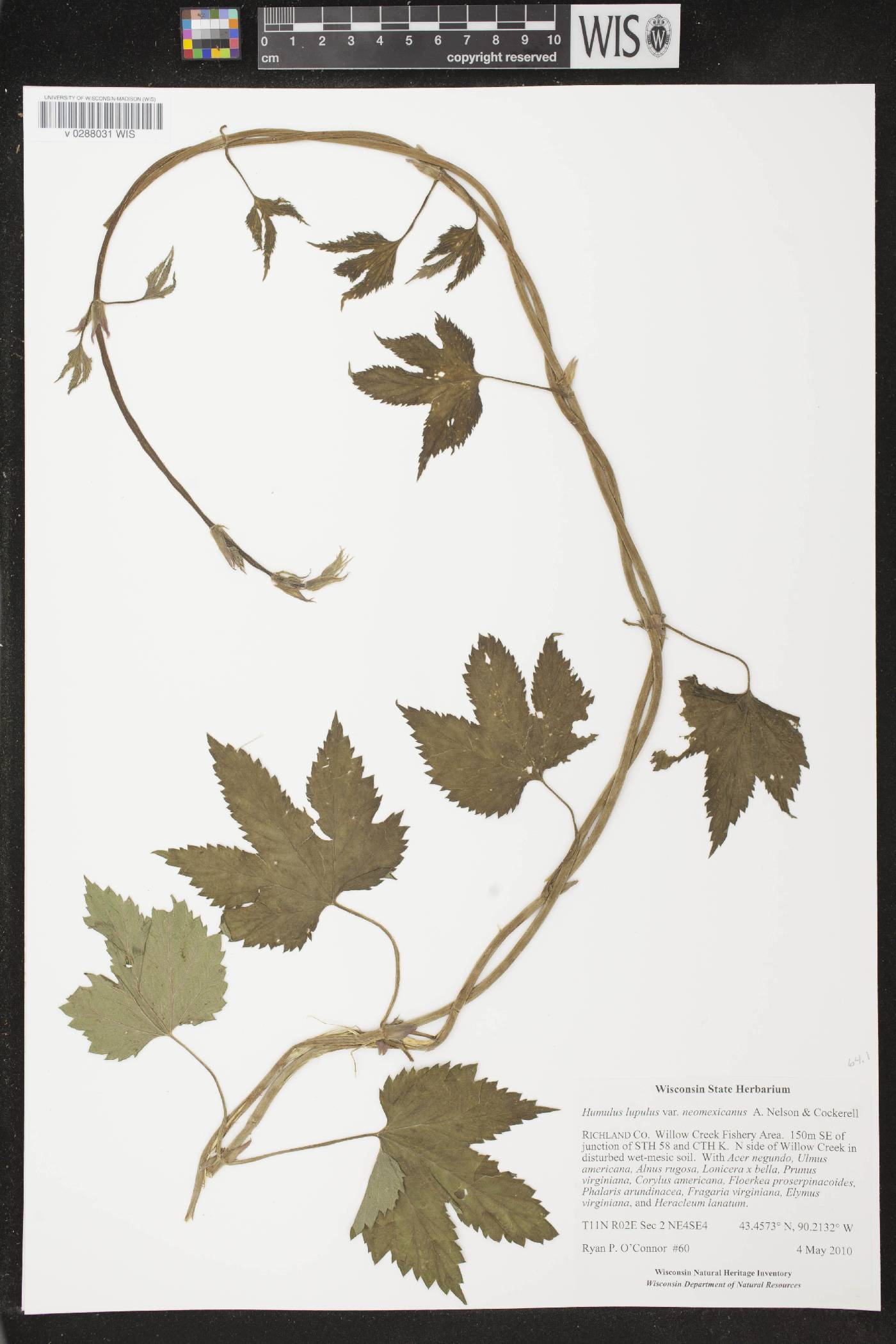 Humulus lupulus image