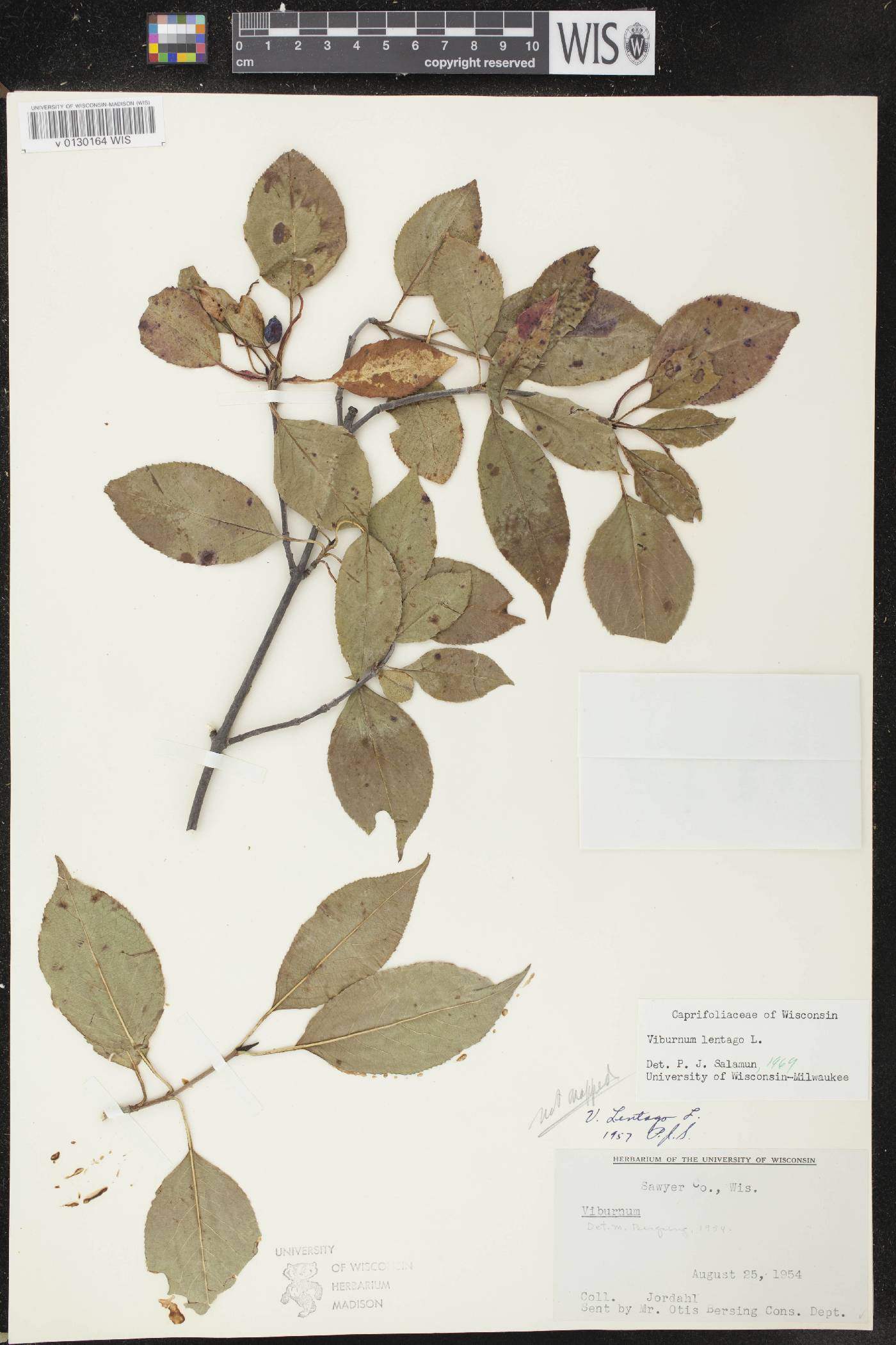 Viburnum lentago image