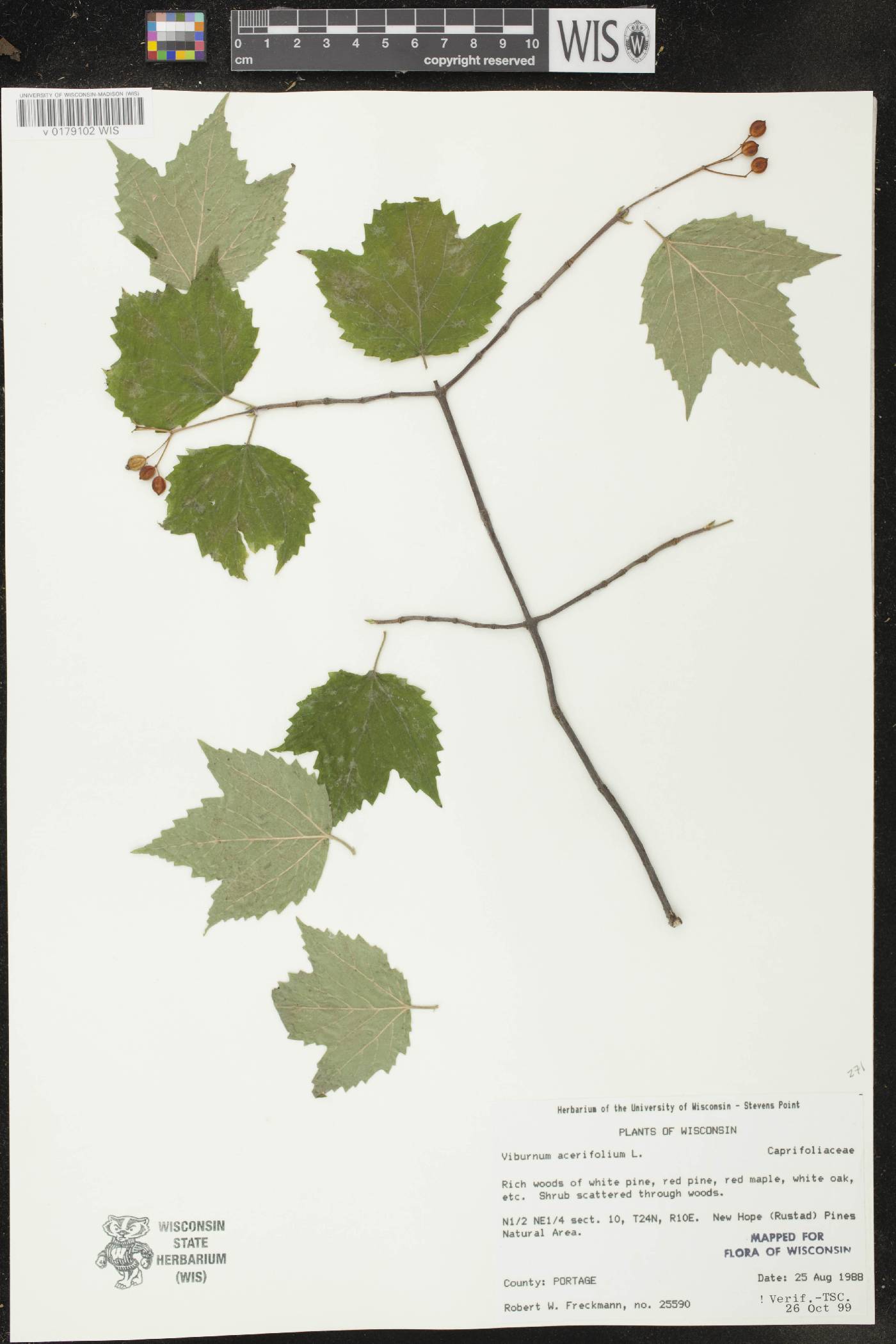 Viburnum acerifolium image