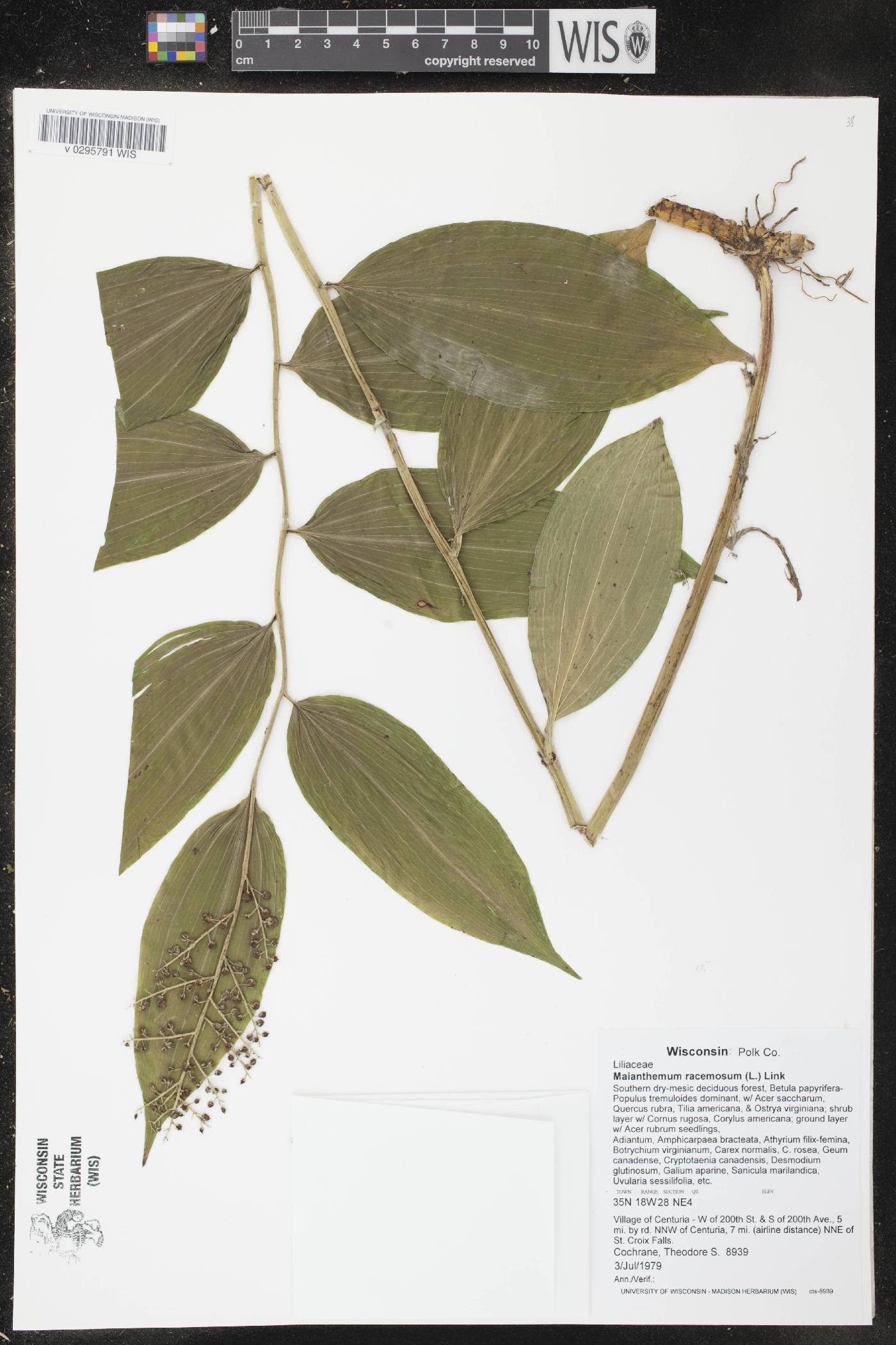 Maianthemum racemosum image