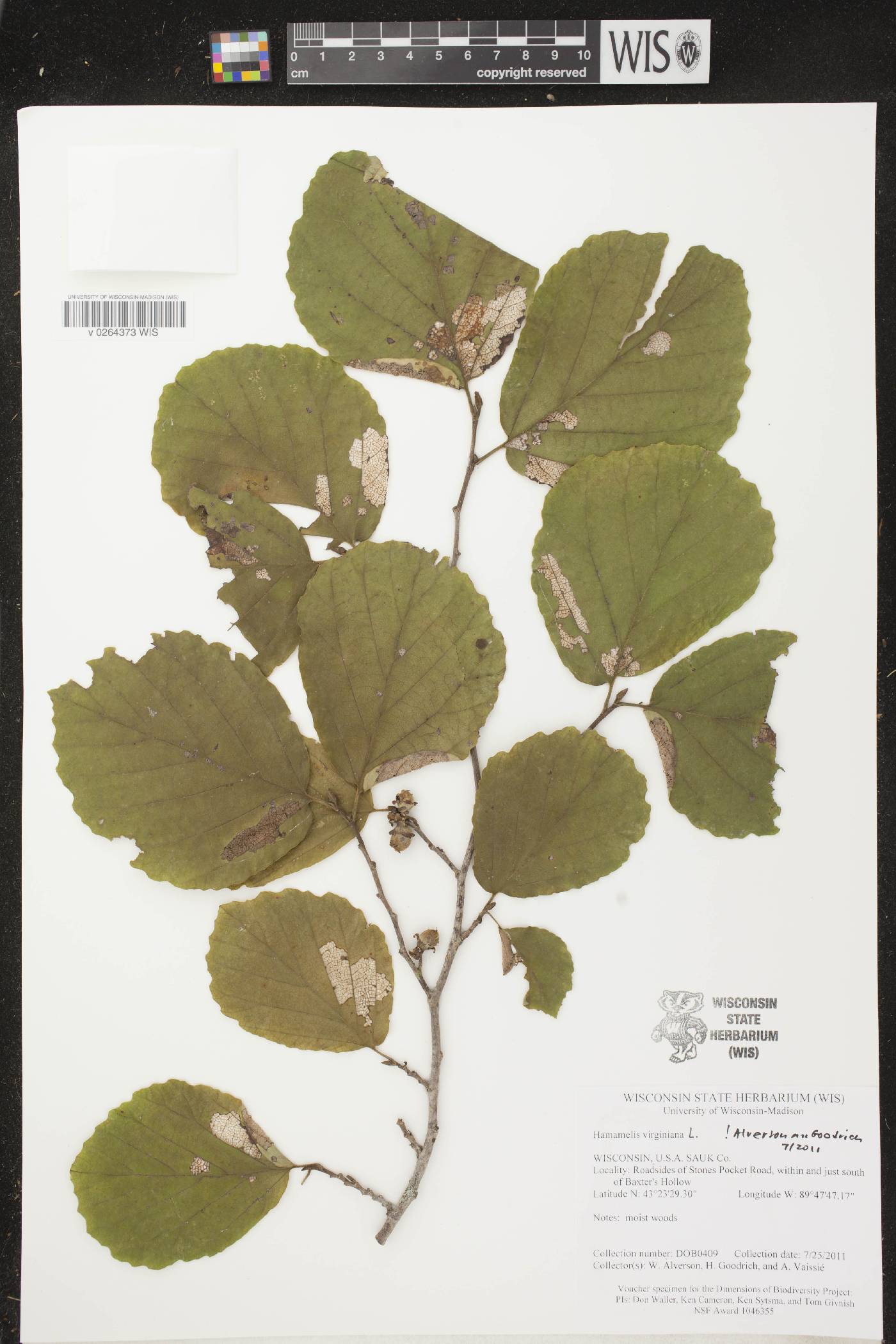 Hamamelis virginiana image