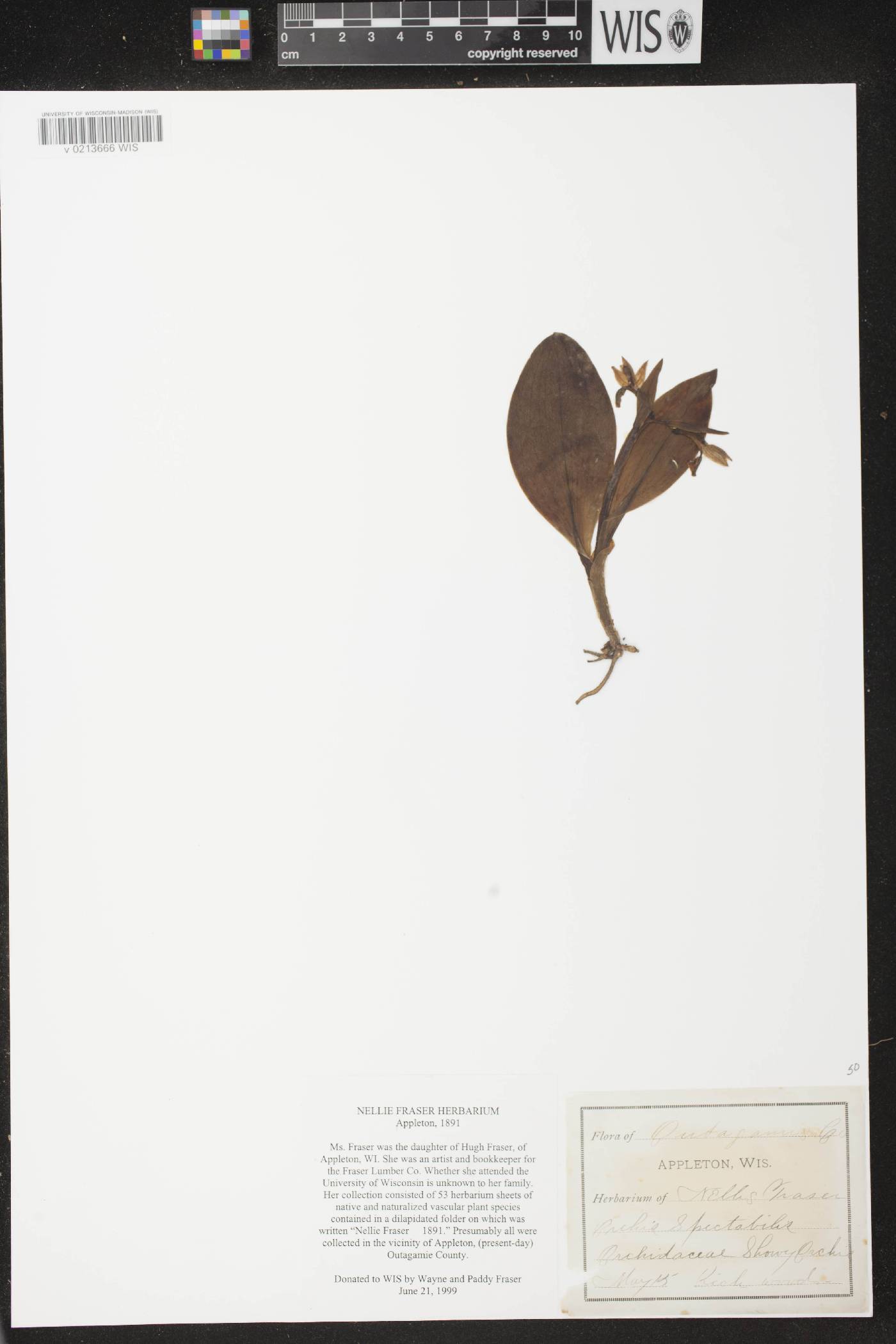 Galearis spectabilis image