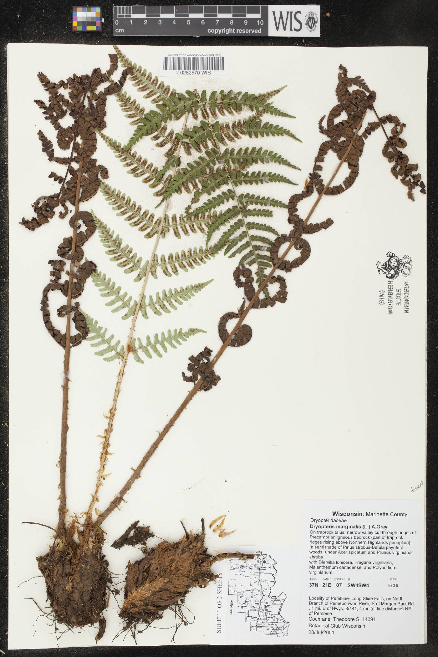Dryopteris marginalis image