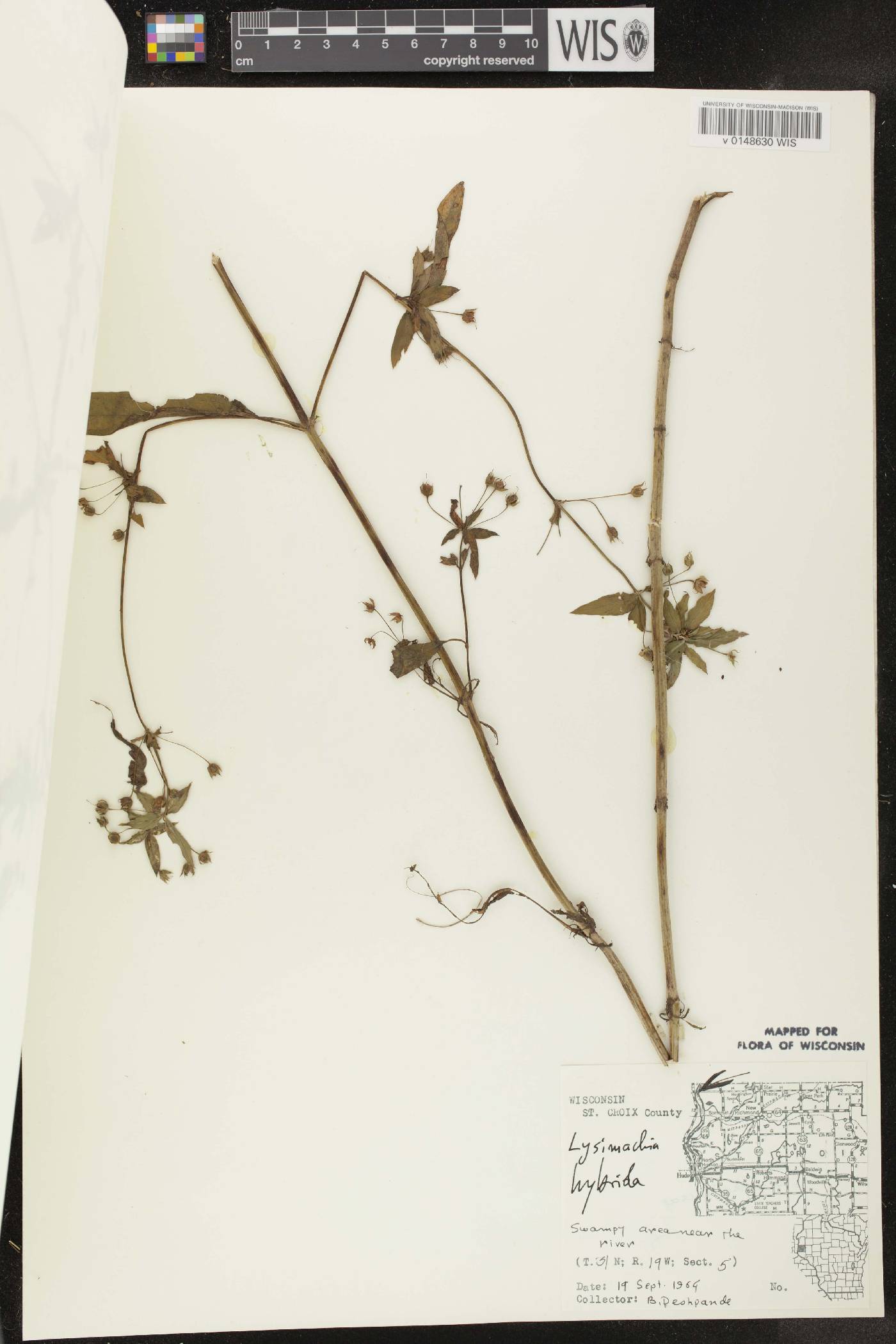 Lysimachia hybrida image