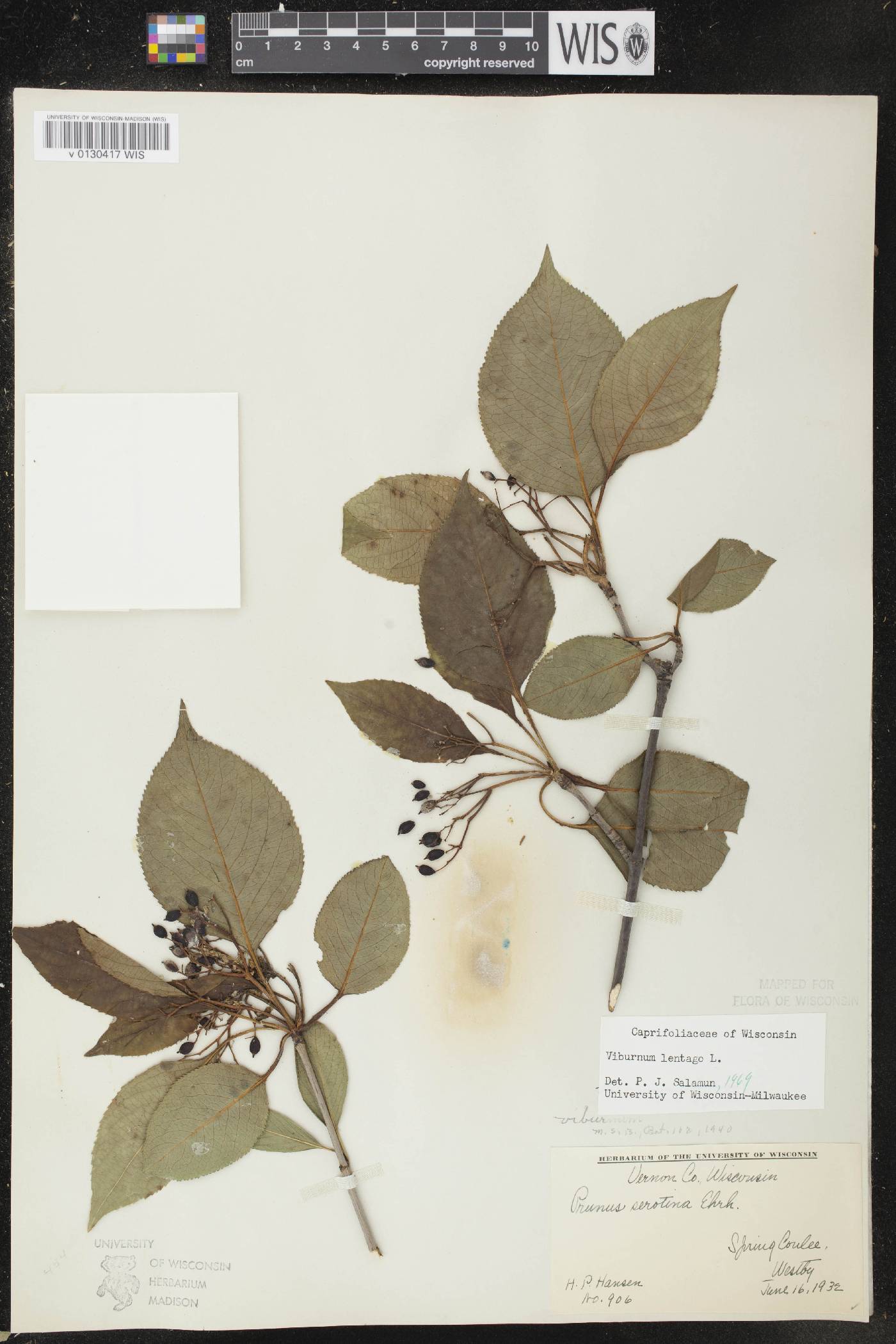 Viburnum lentago image
