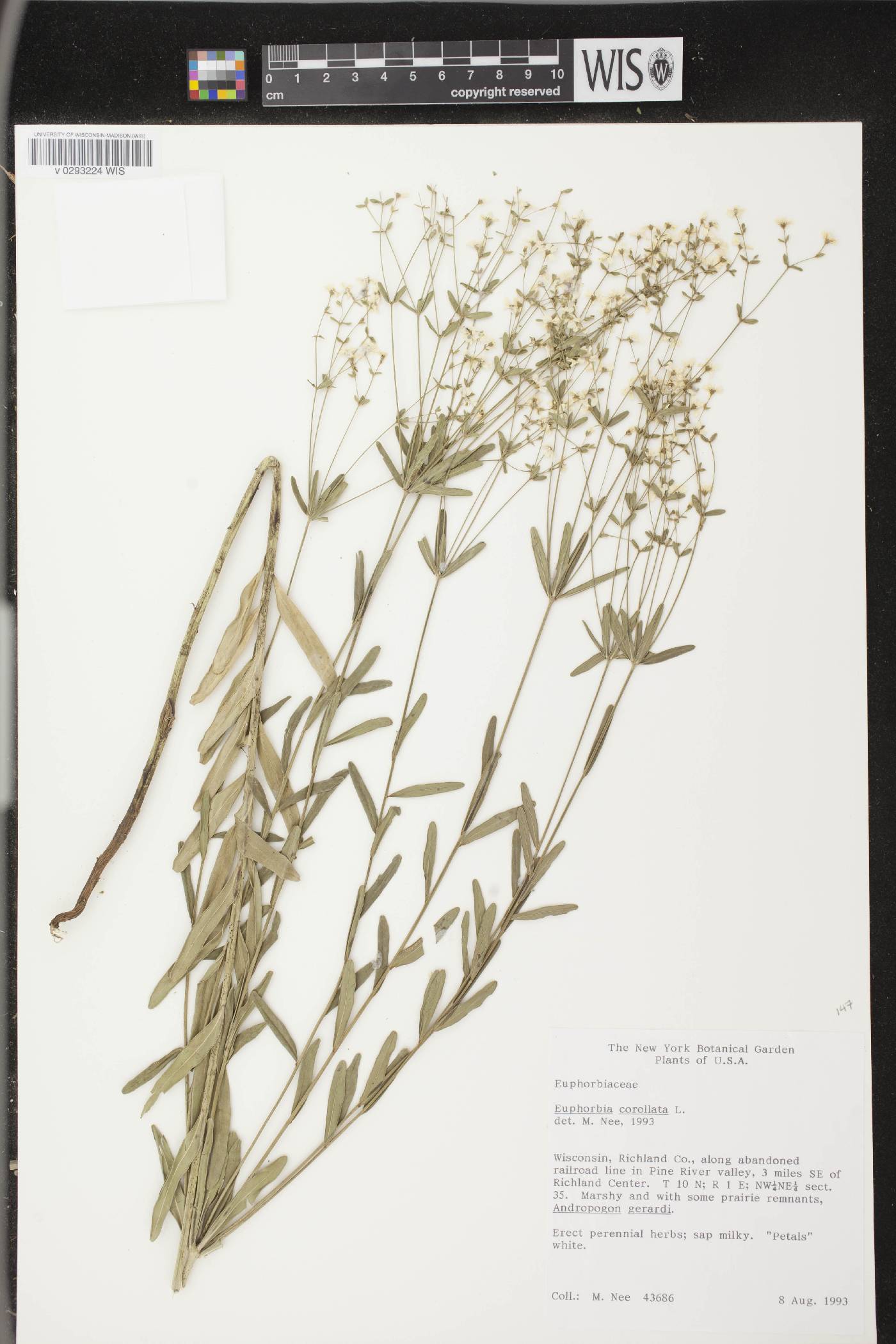 Euphorbia corollata image