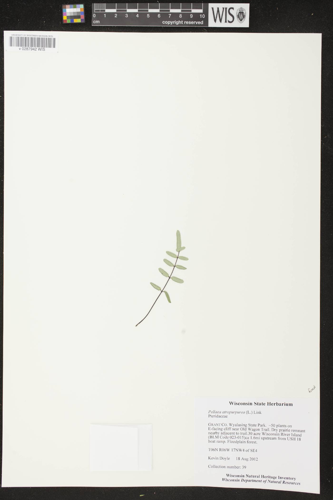 Pellaea atropurpurea image