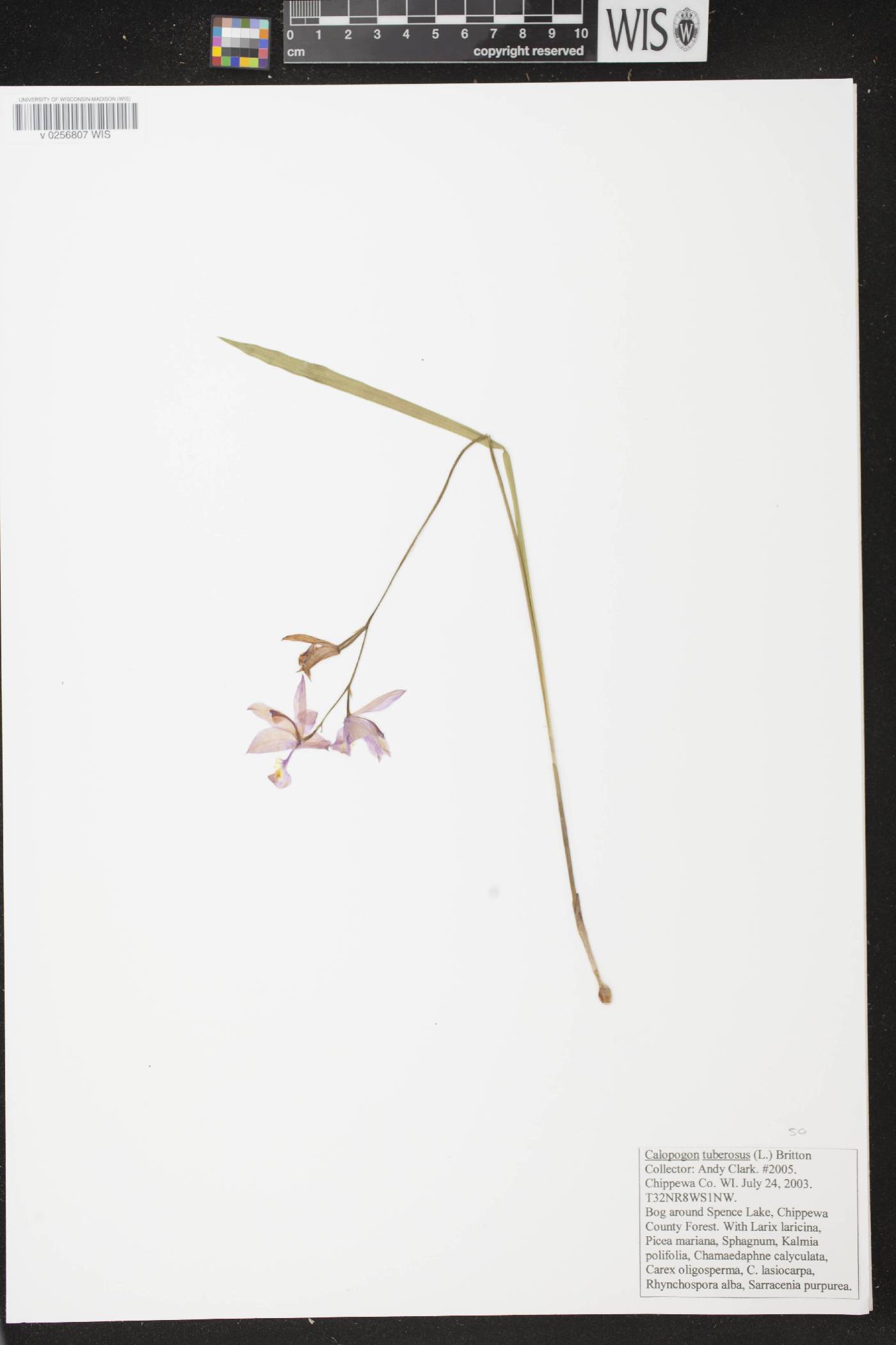Calopogon tuberosus var. tuberosus image