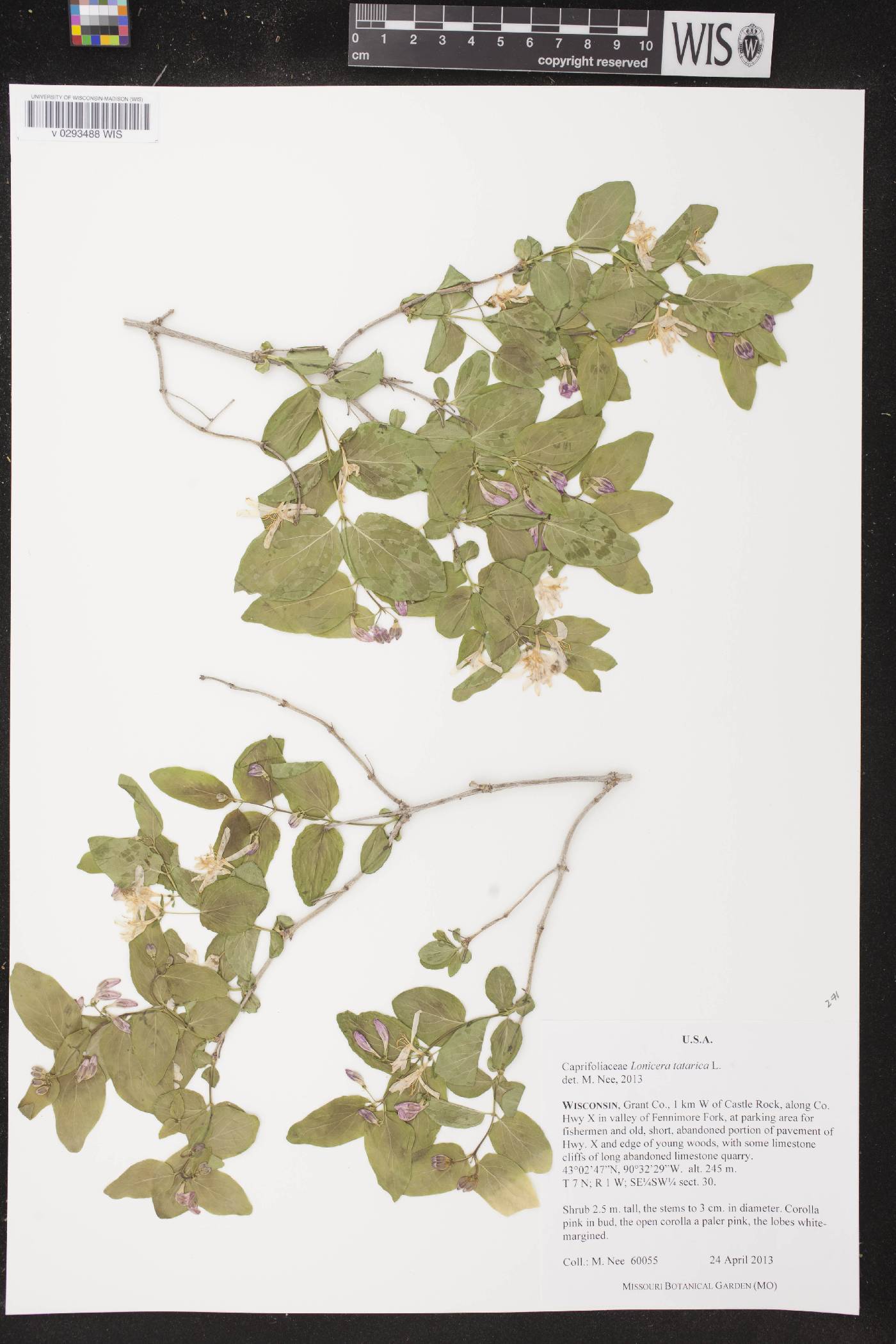 Lonicera tatarica image