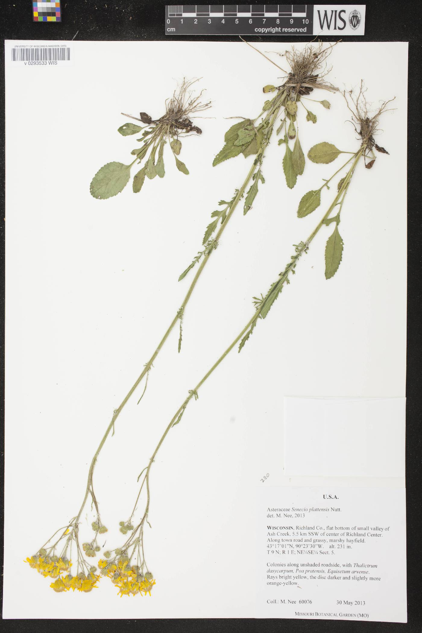 Packera plattensis image