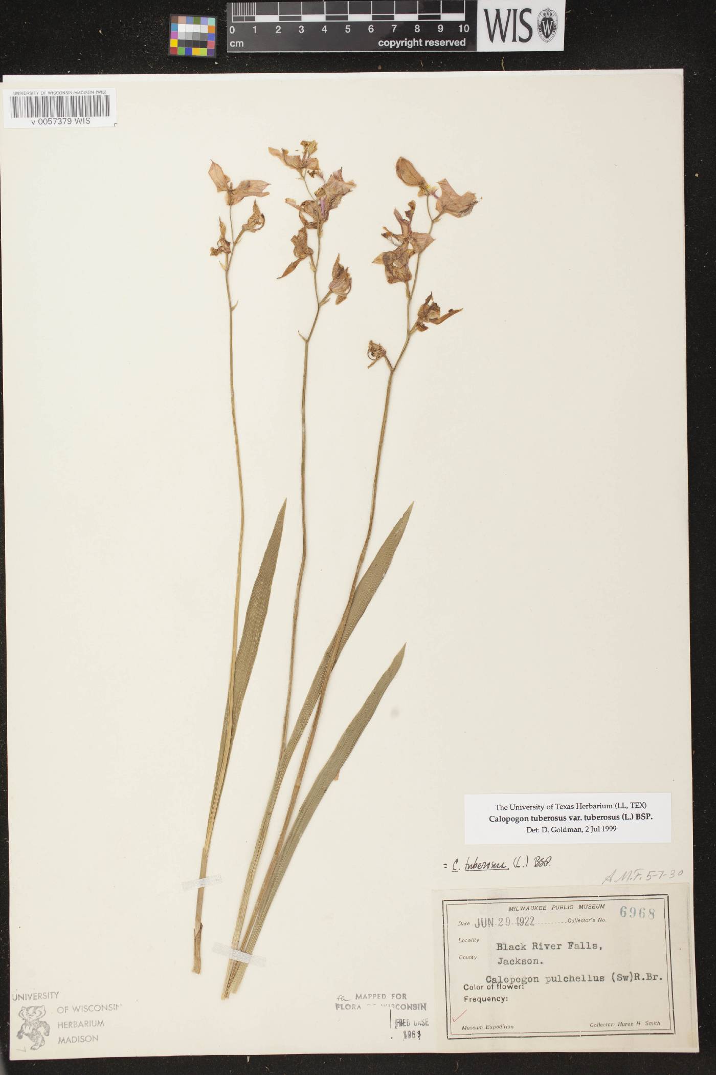 Calopogon tuberosus var. tuberosus image