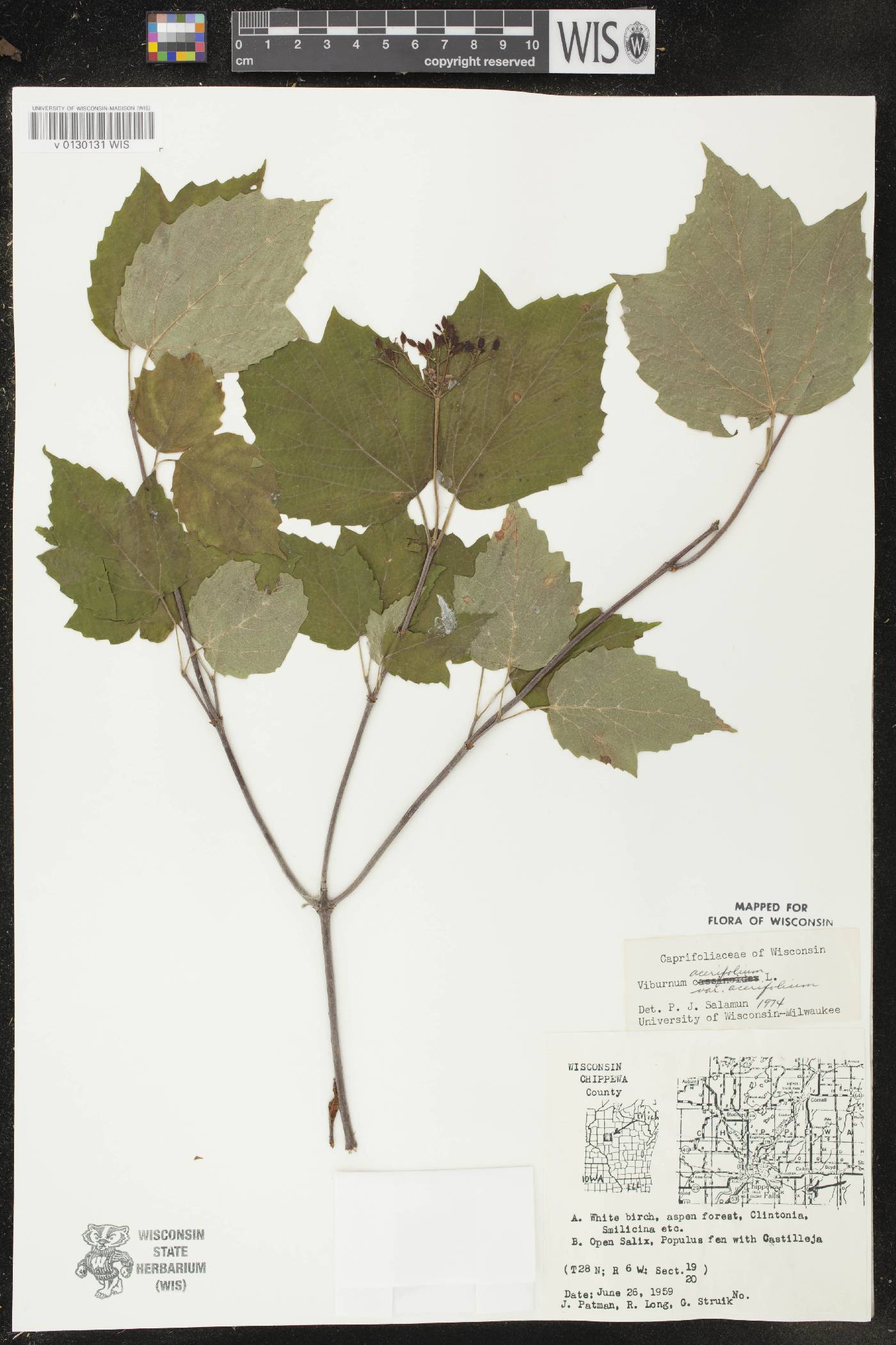 Viburnum acerifolium image