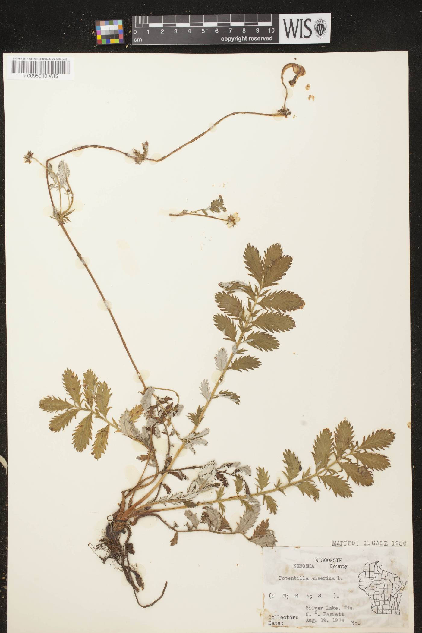 Potentilla anserina subsp. anserina image