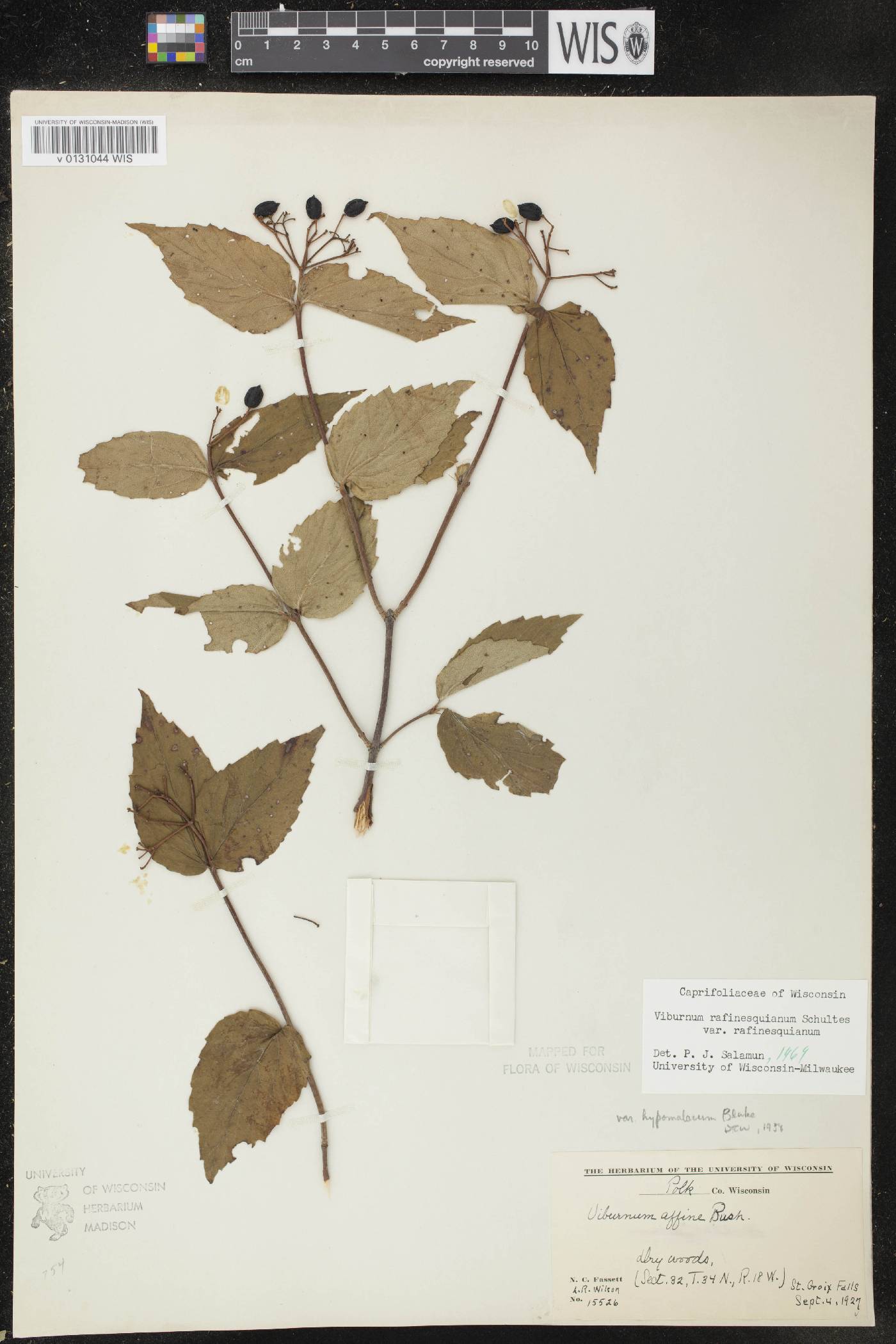 Viburnum rafinesquianum var. rafinesquianum image